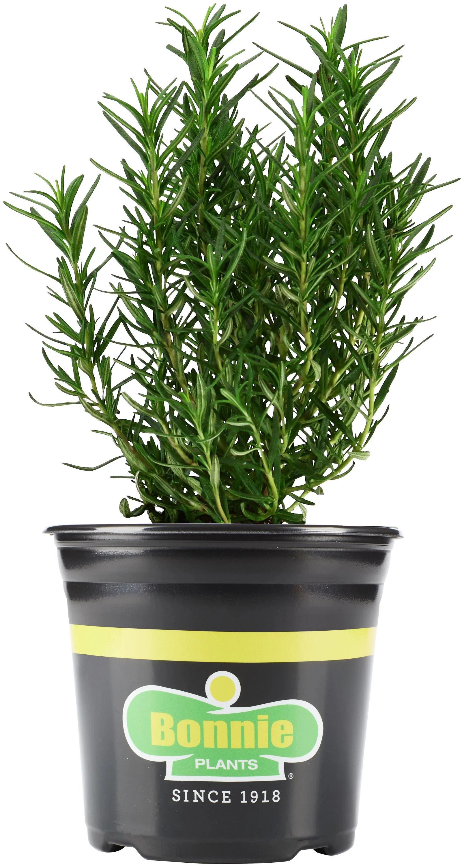 Rosemary - Image 2
