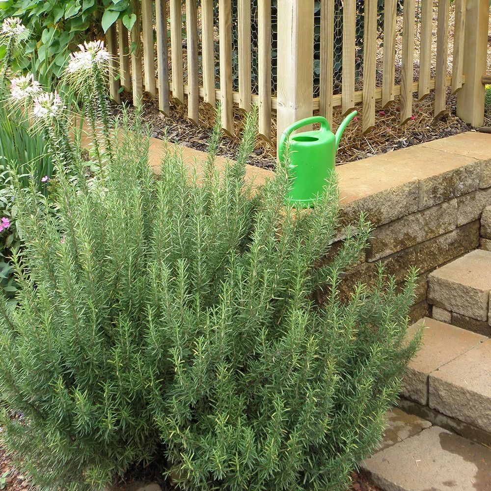 Rosemary - Image 5