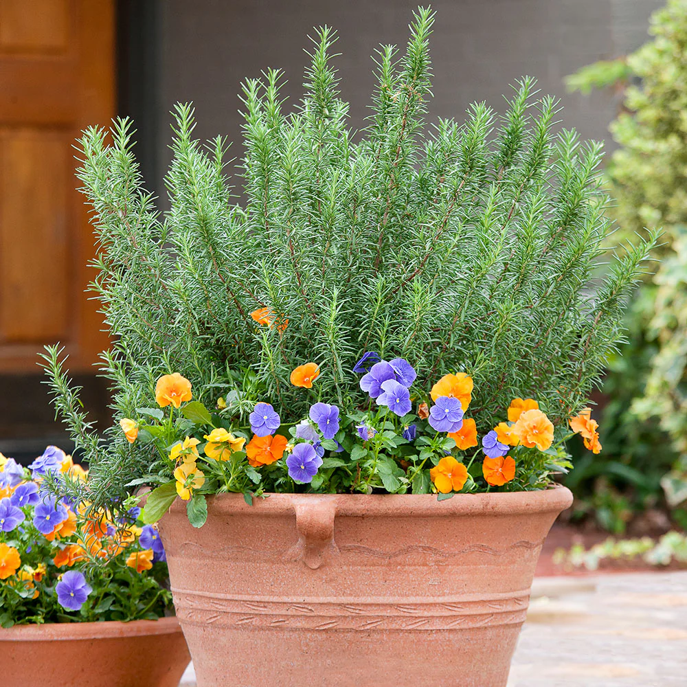 Rosemary - Image 6