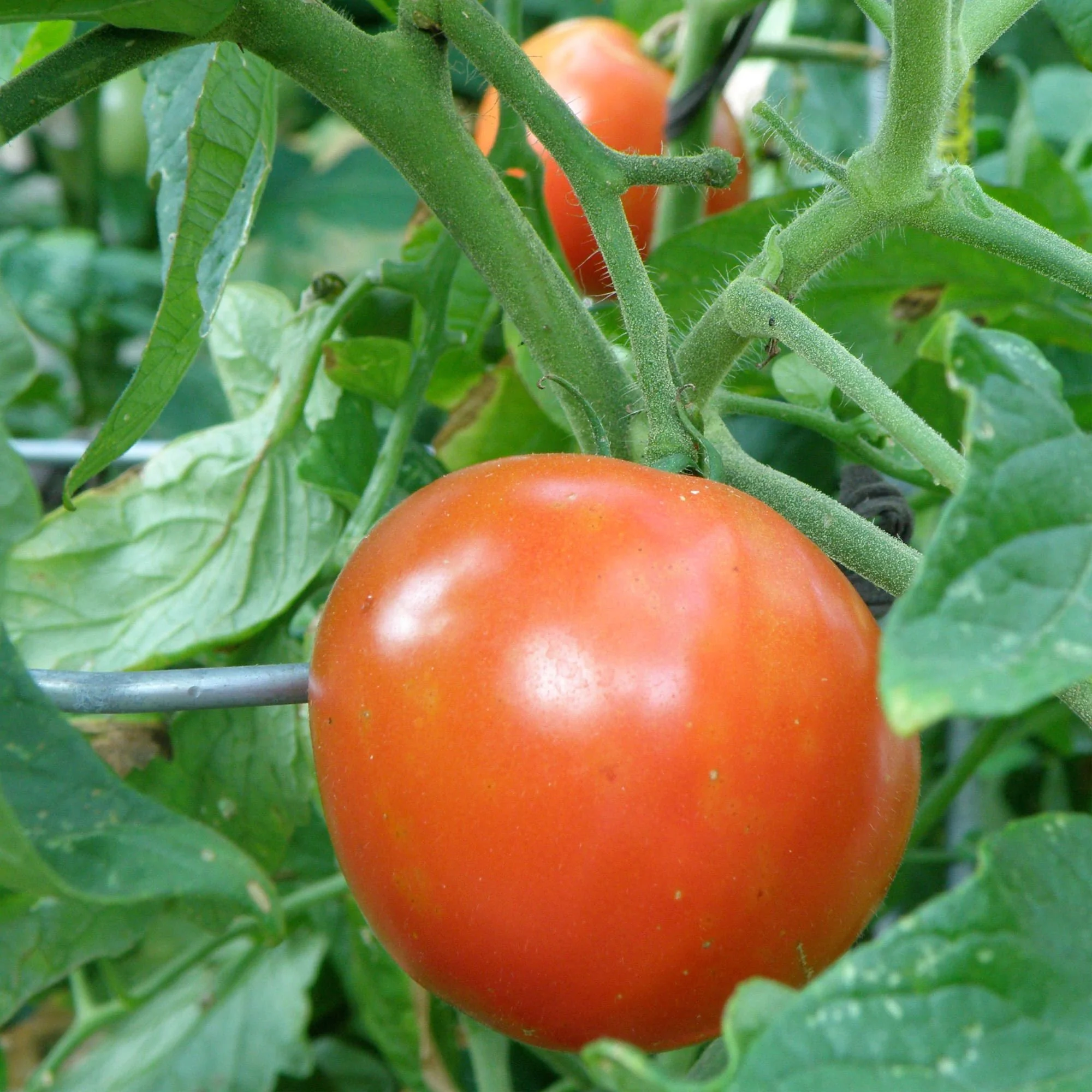 2.32 qt. Better Boy Tomato - Image 3
