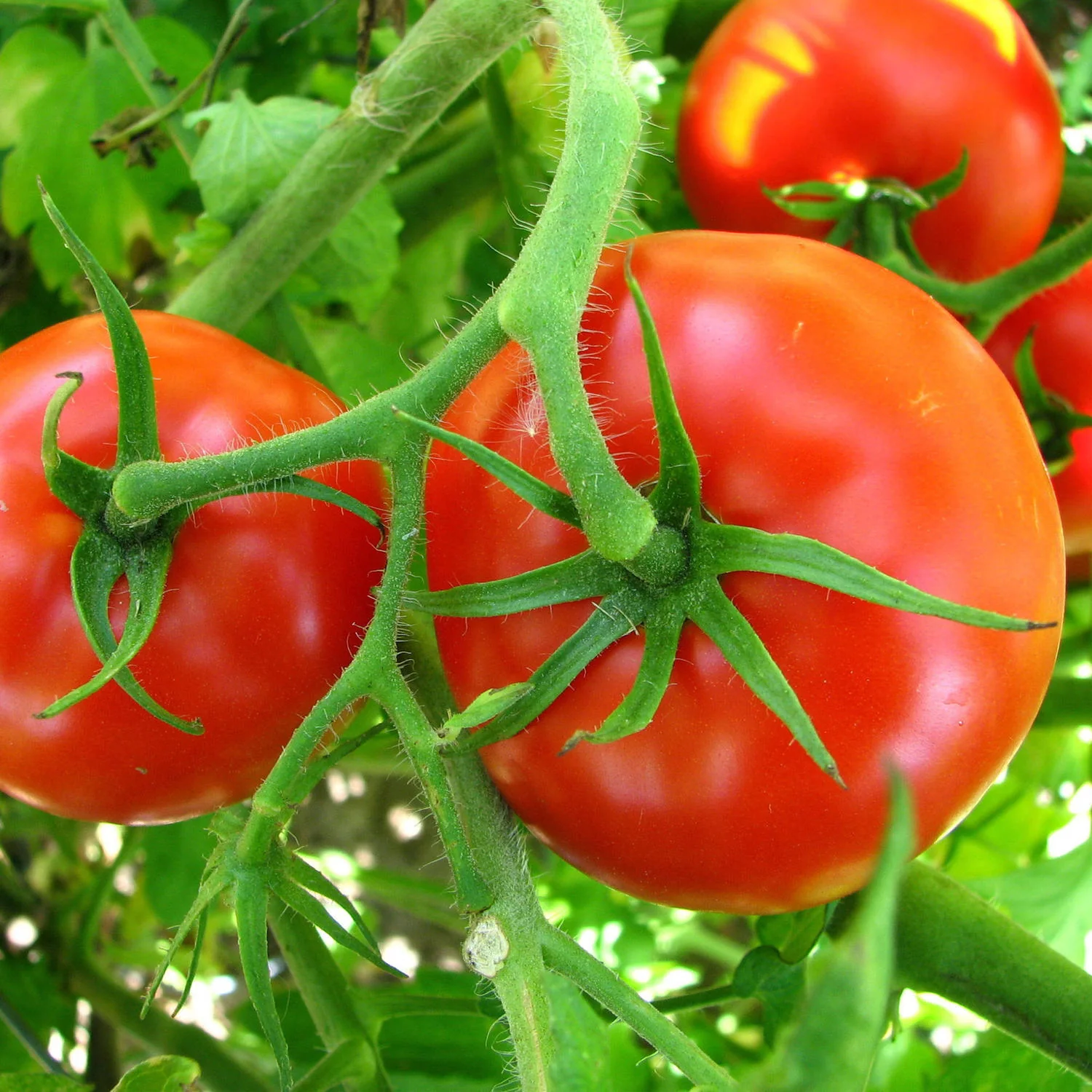 Big Boy Tomato (2 Pack) - Image 3