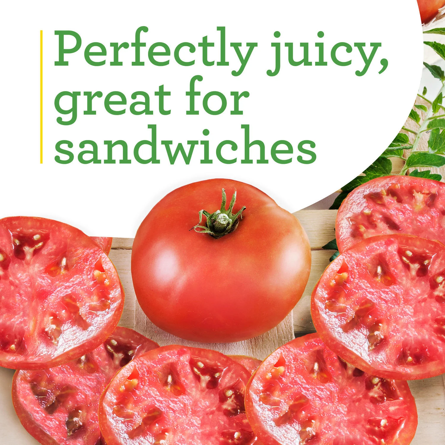Big Boy Tomato (2 Pack) - Image 4