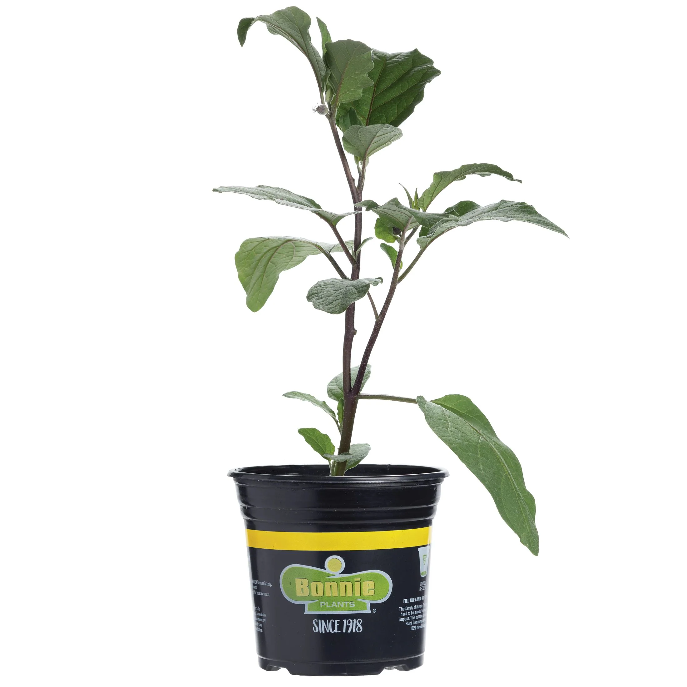 2.32 qt. Black Beauty Eggplant - Image 5