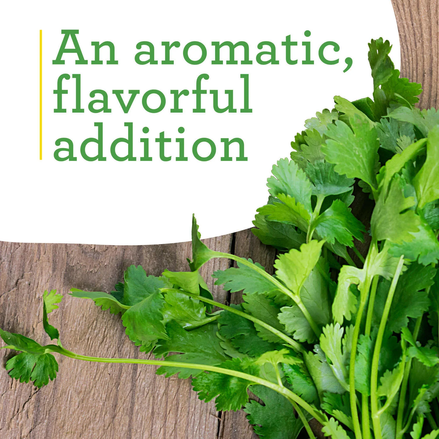 Cilantro (2 Pack) - Image 4