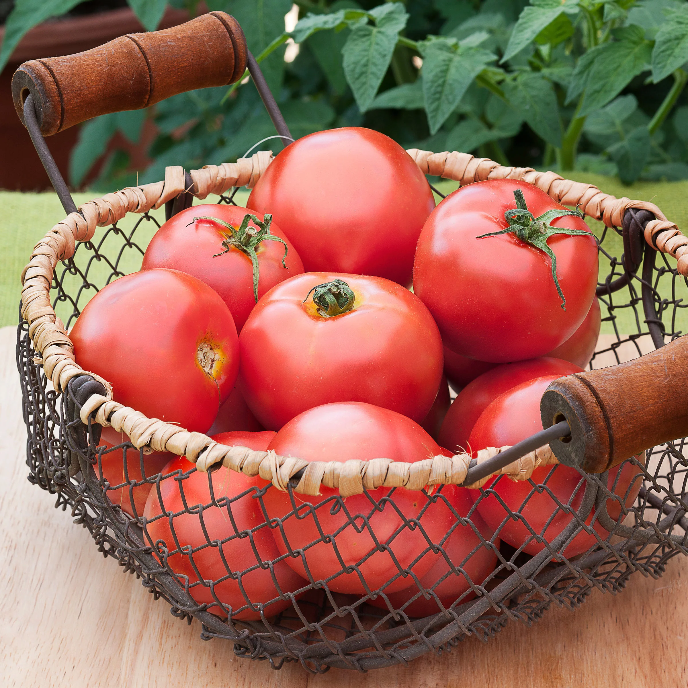 2.32 qt. Bush Early Girl Tomato - Image 4