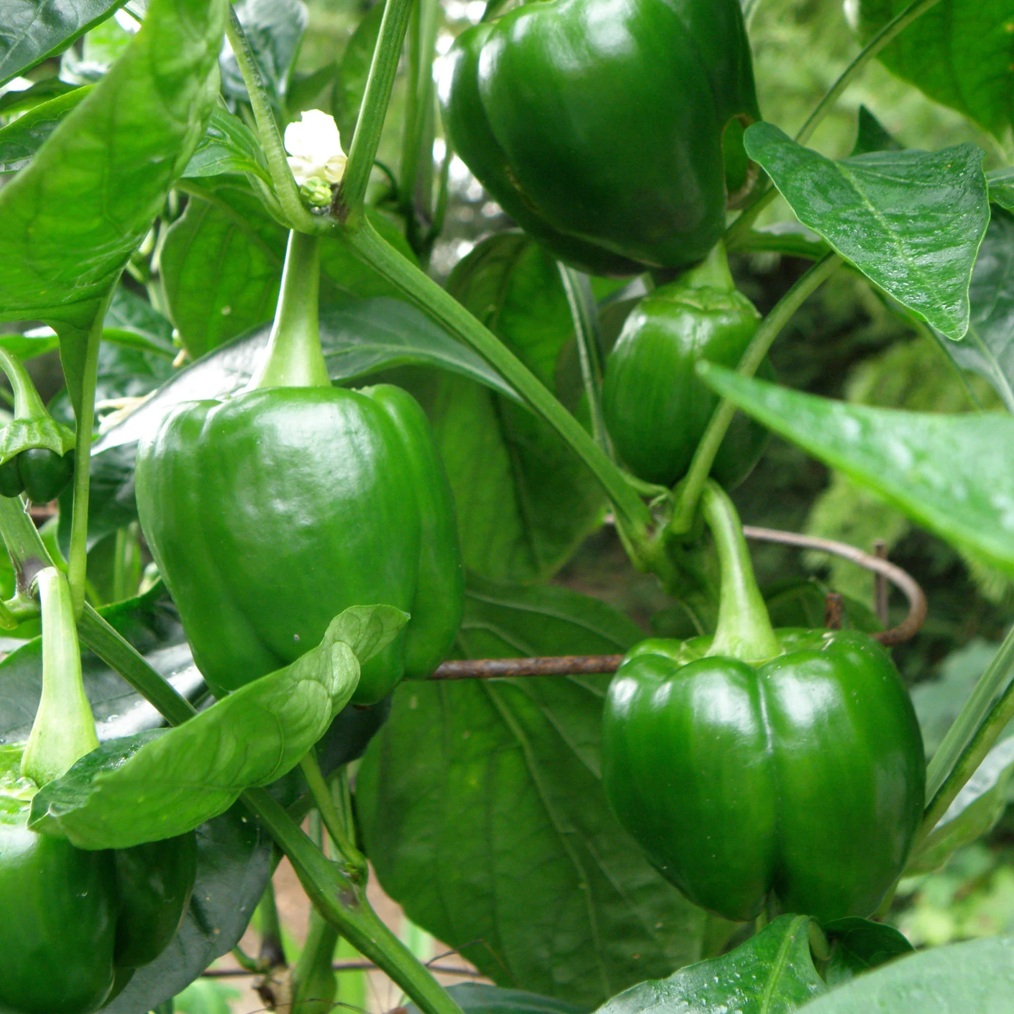 Bell Pepper Plugs (3 Pack) - Image 4