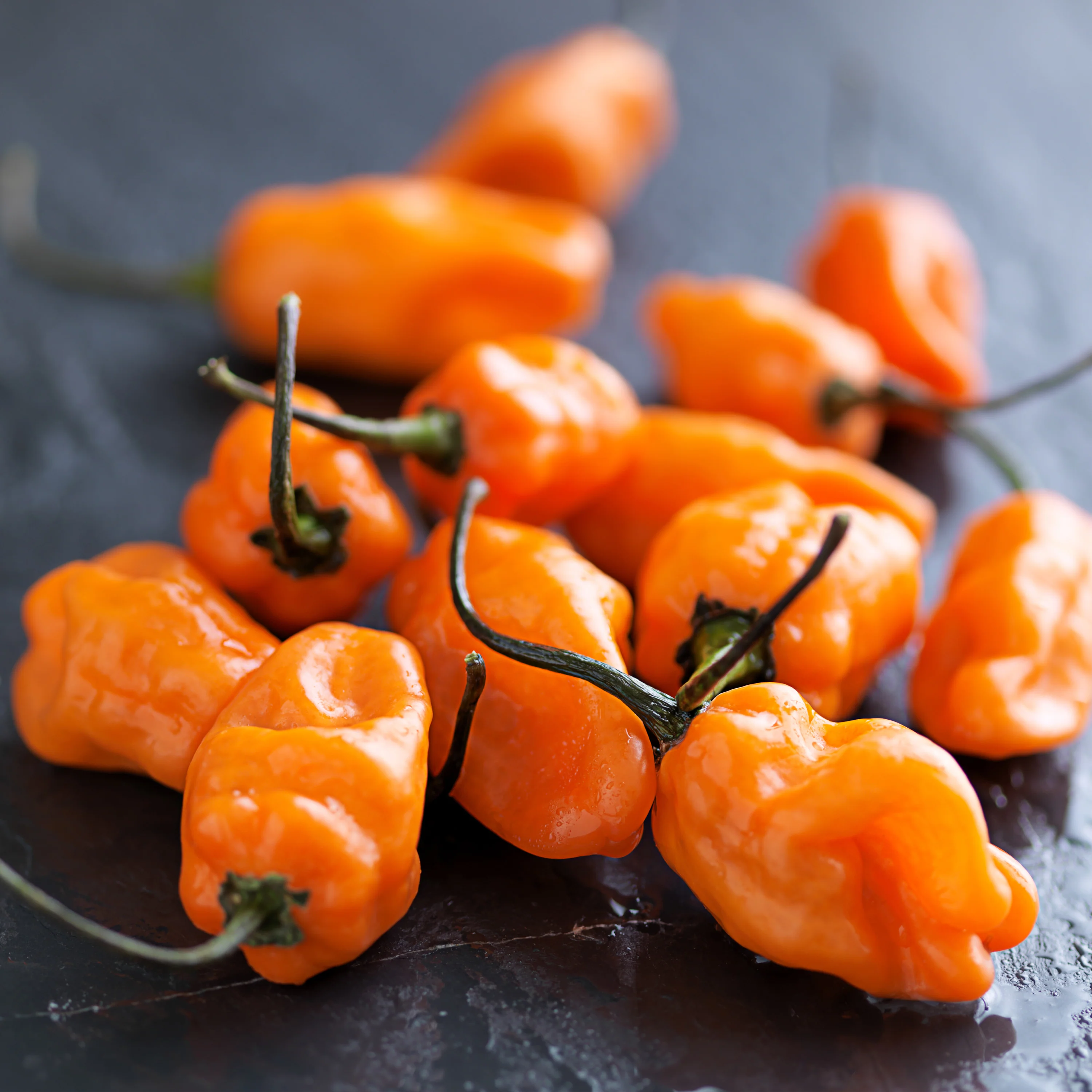 Habanero Hot Pepper (2 Pack) - Image 3