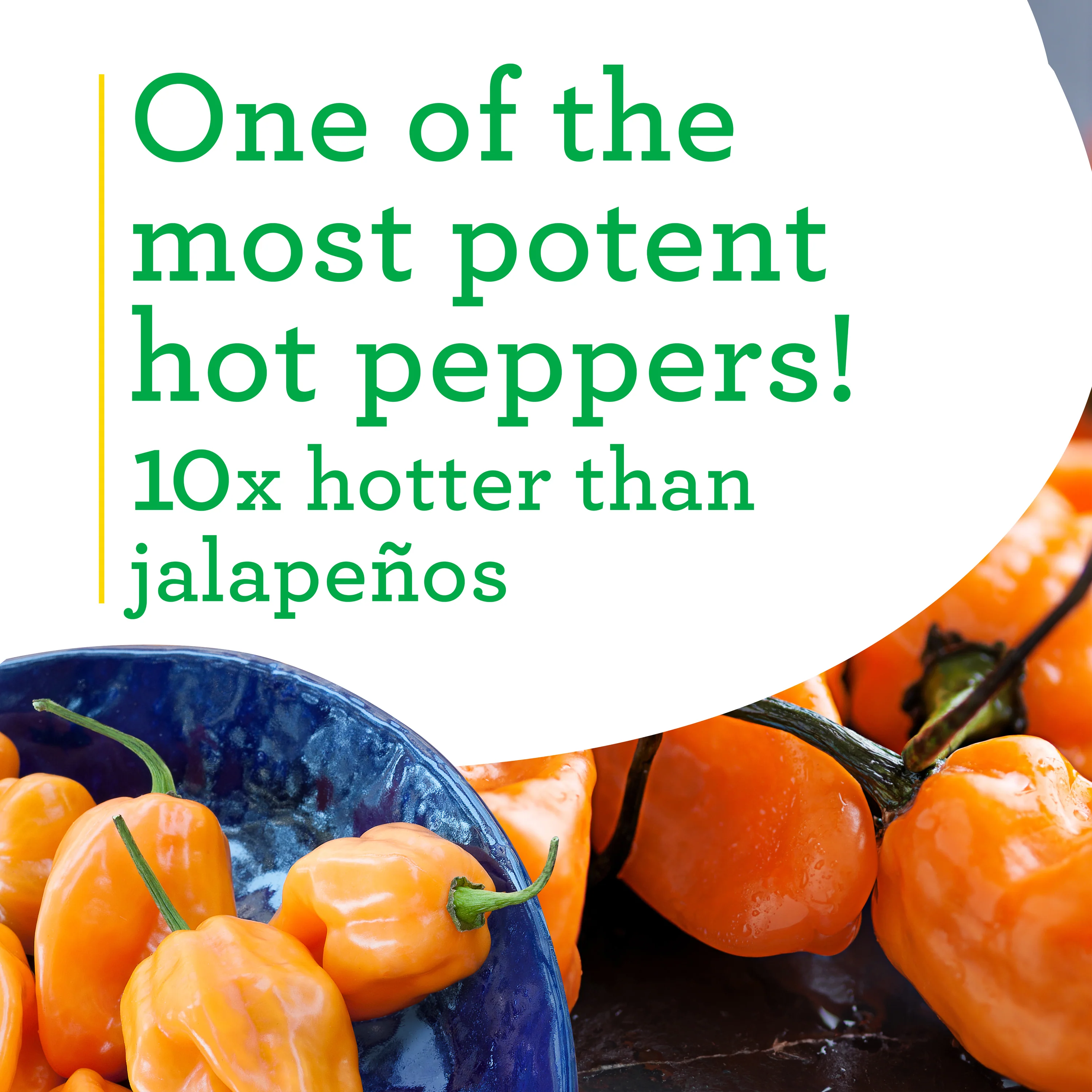 Habanero Hot Pepper (2 Pack) - Image 4