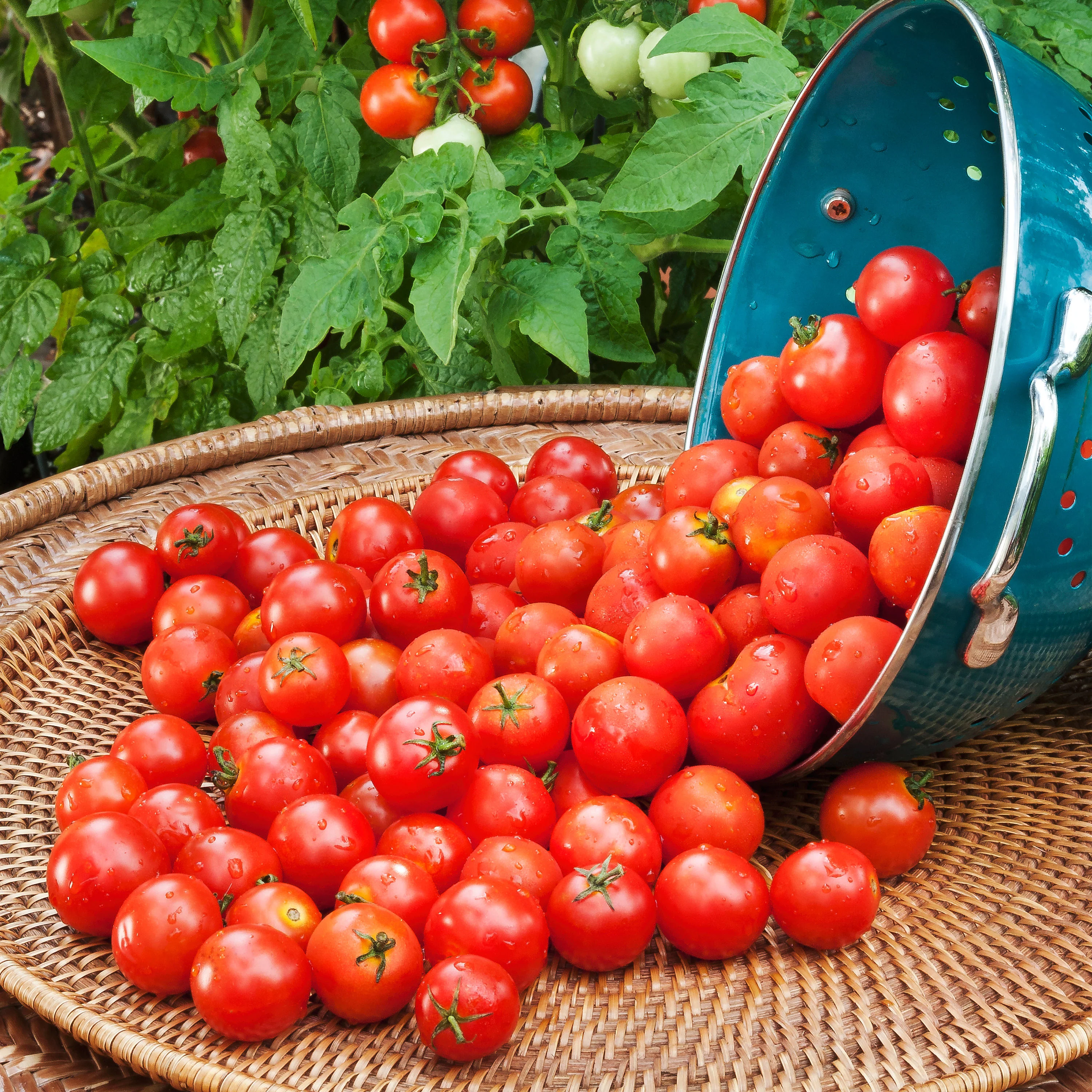 Husky Cherry Tomato Plugs (3 Pack) - Image 3