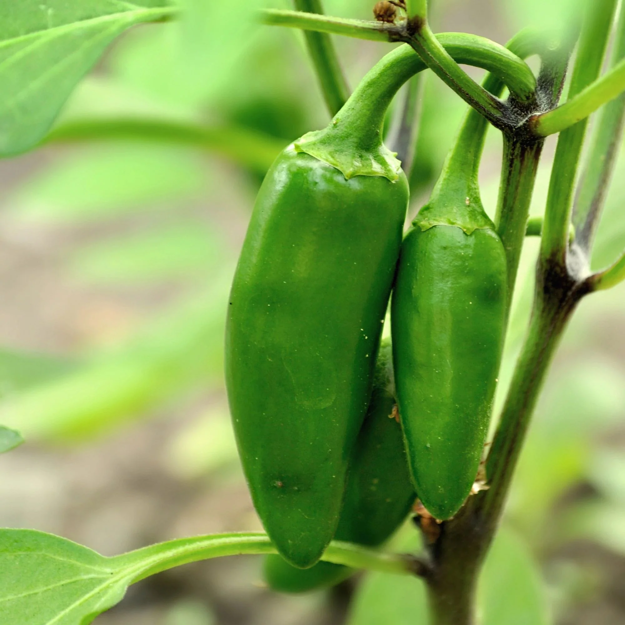 Jalapeño Pepper Plugs (3 Pack) - Image 7