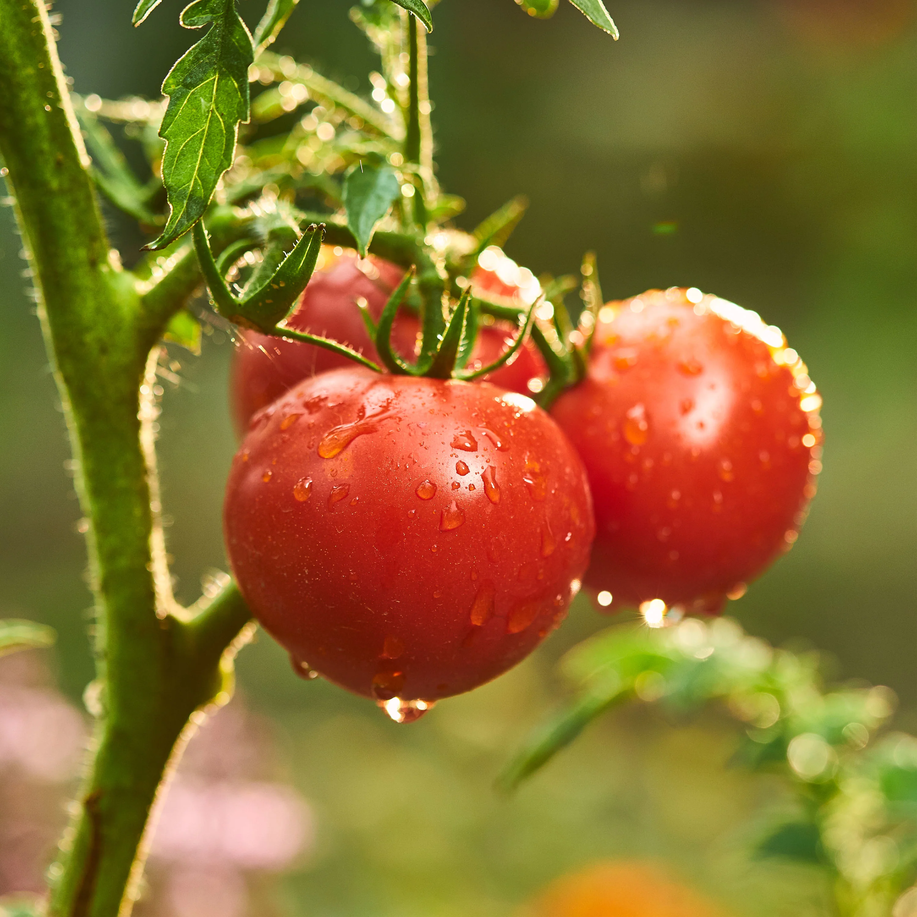 Patio Tomato (2 Pack) - Image 3