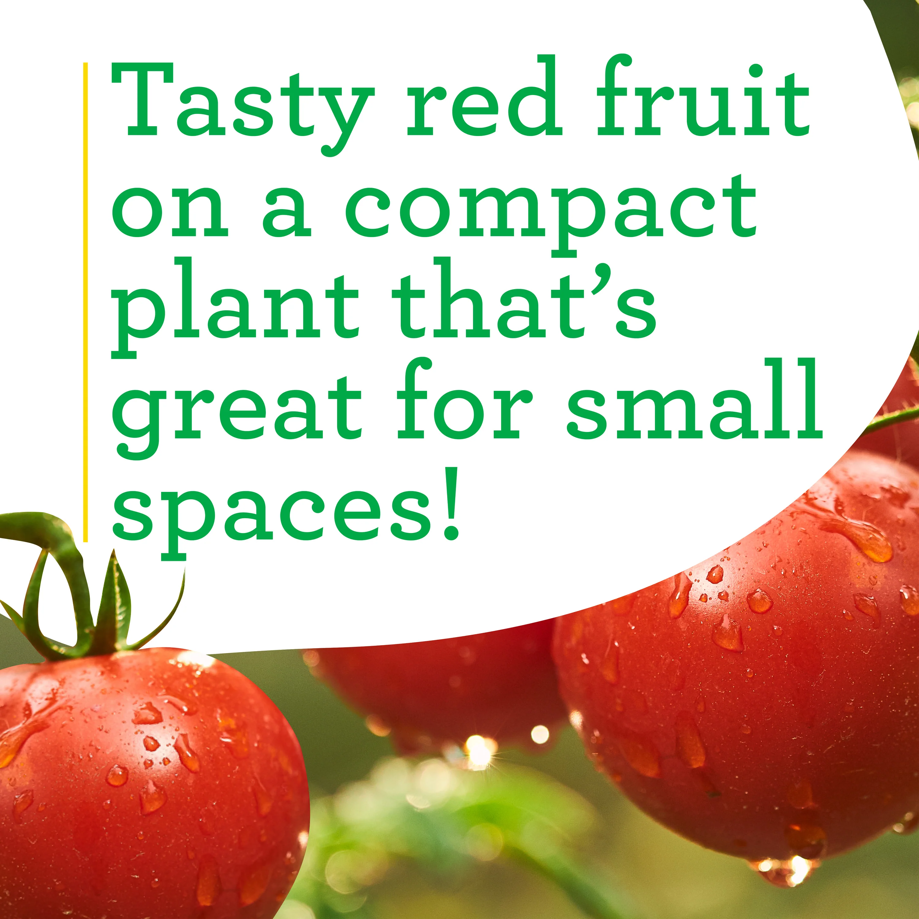 Patio Tomato (2 Pack) - Image 4