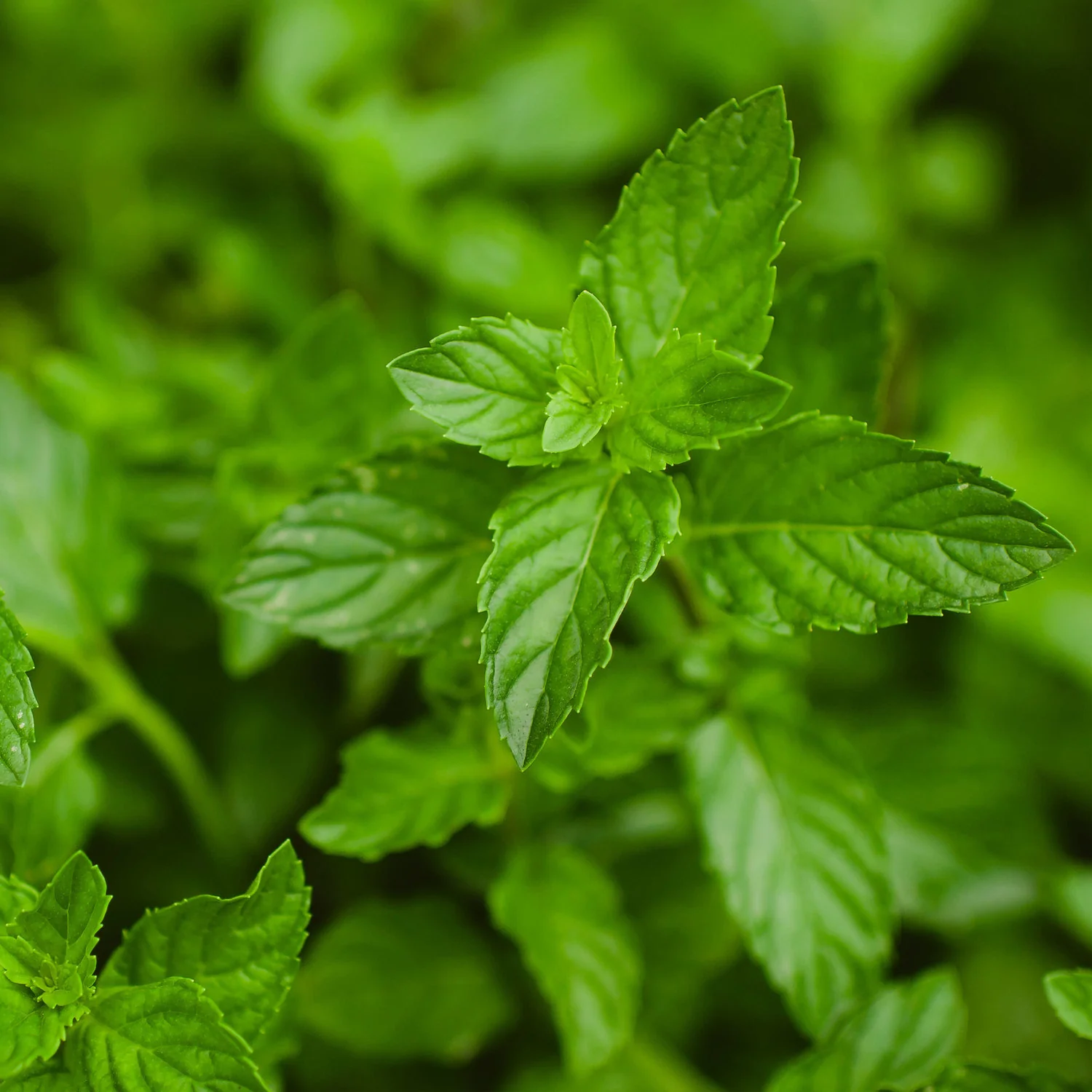 2.32 qt. Peppermint - Image 9