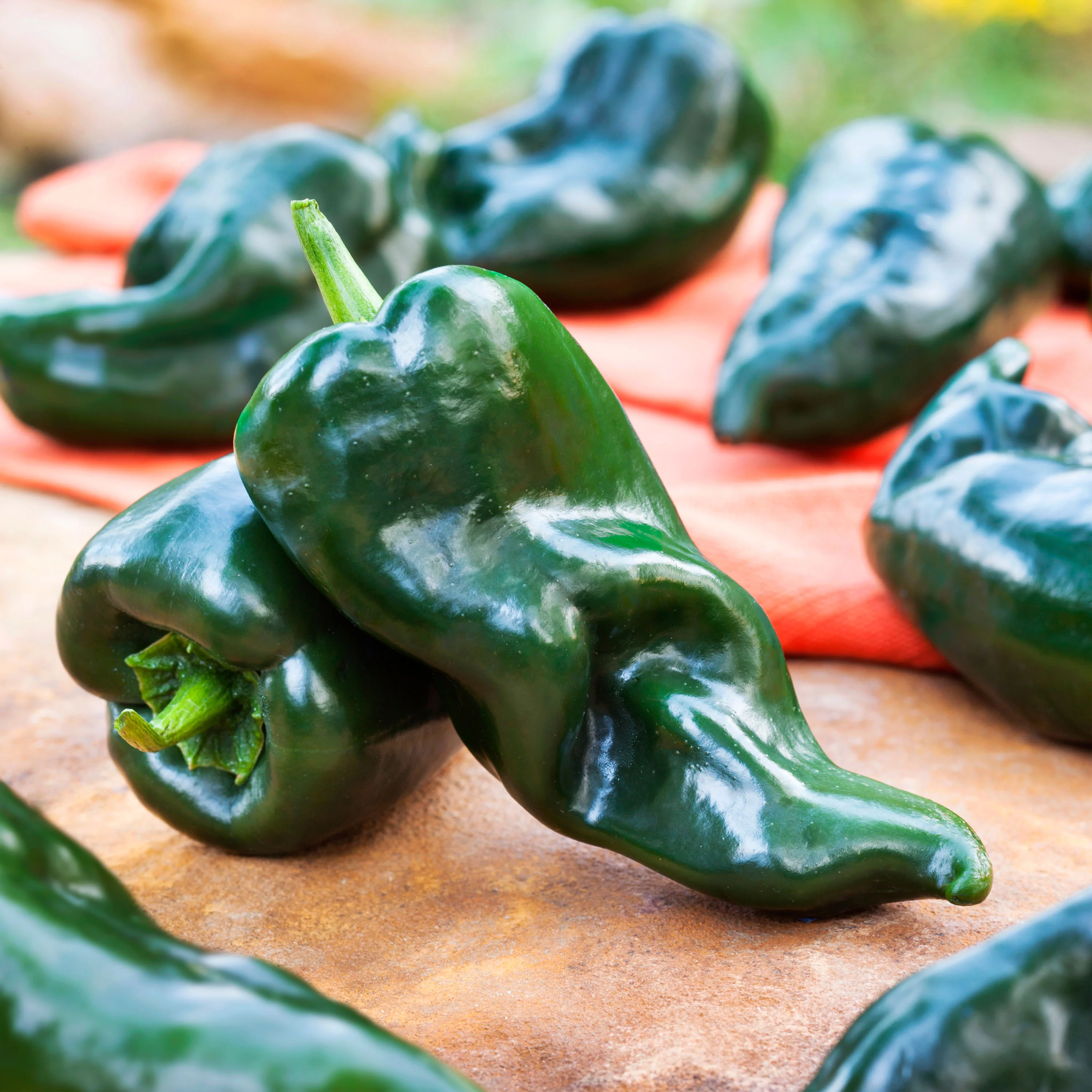 2.32 qt. Poblano Pepper - Image 3