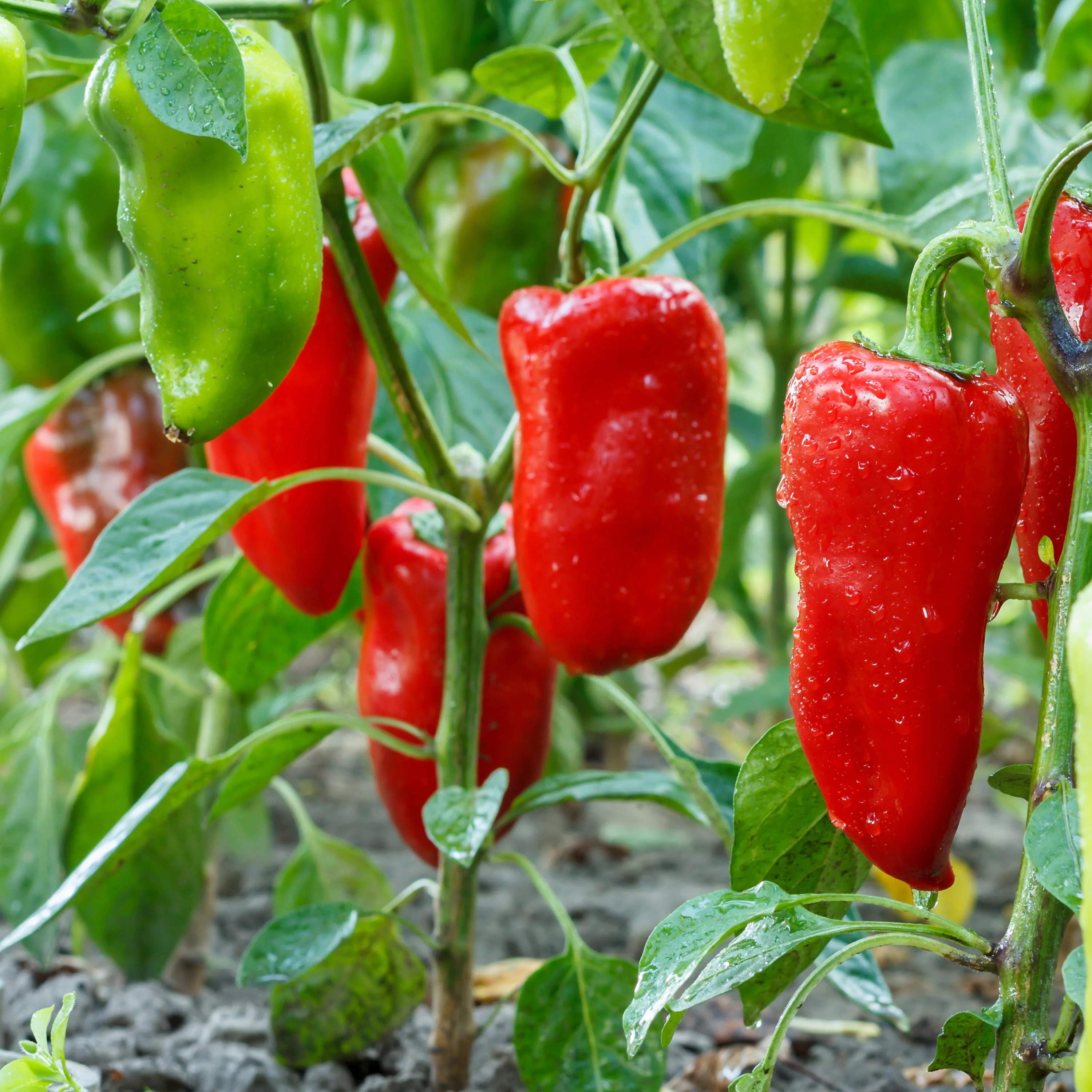 2.32 qt. Snacking Pepper - Image 3