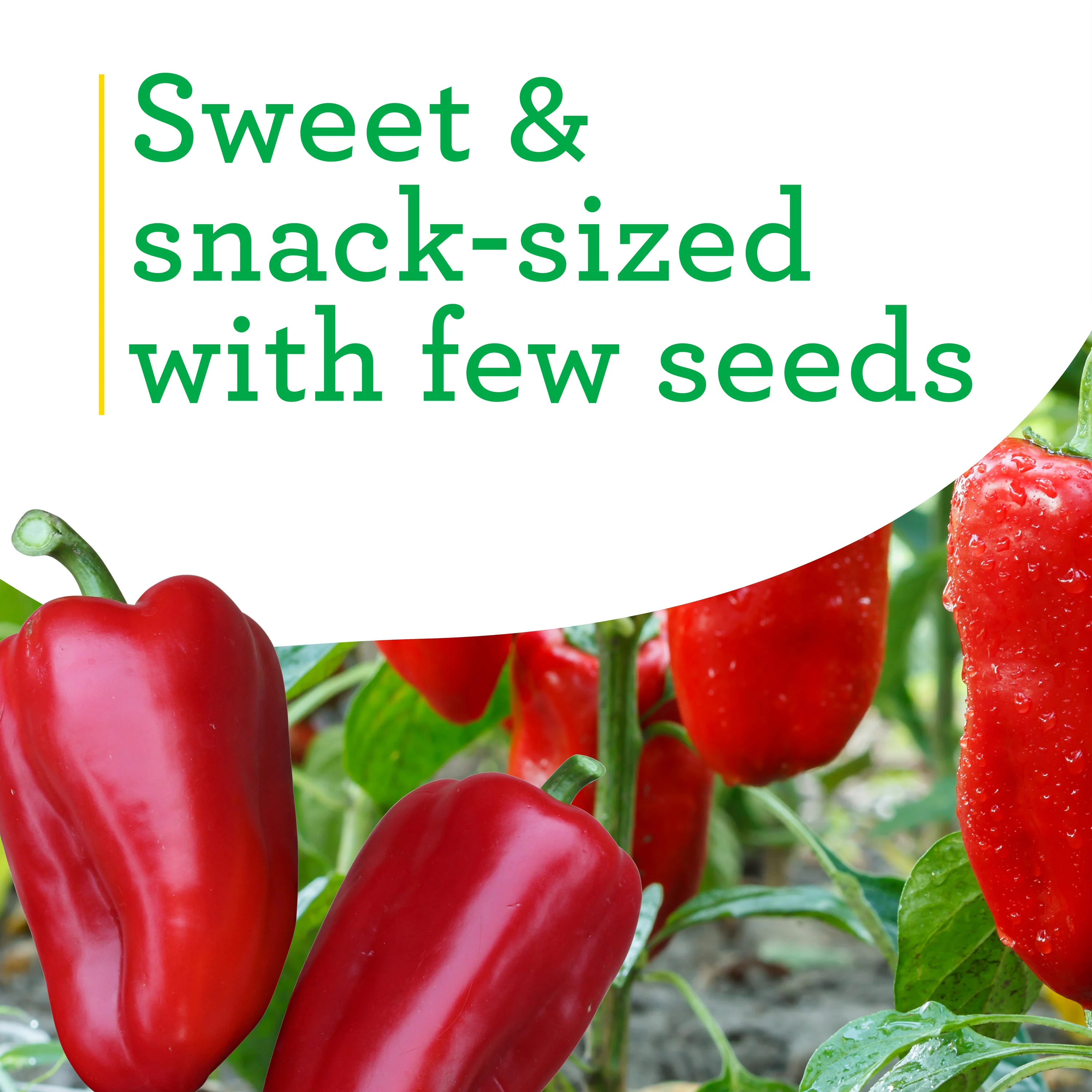 2.32 qt. Snacking Pepper - Image 4