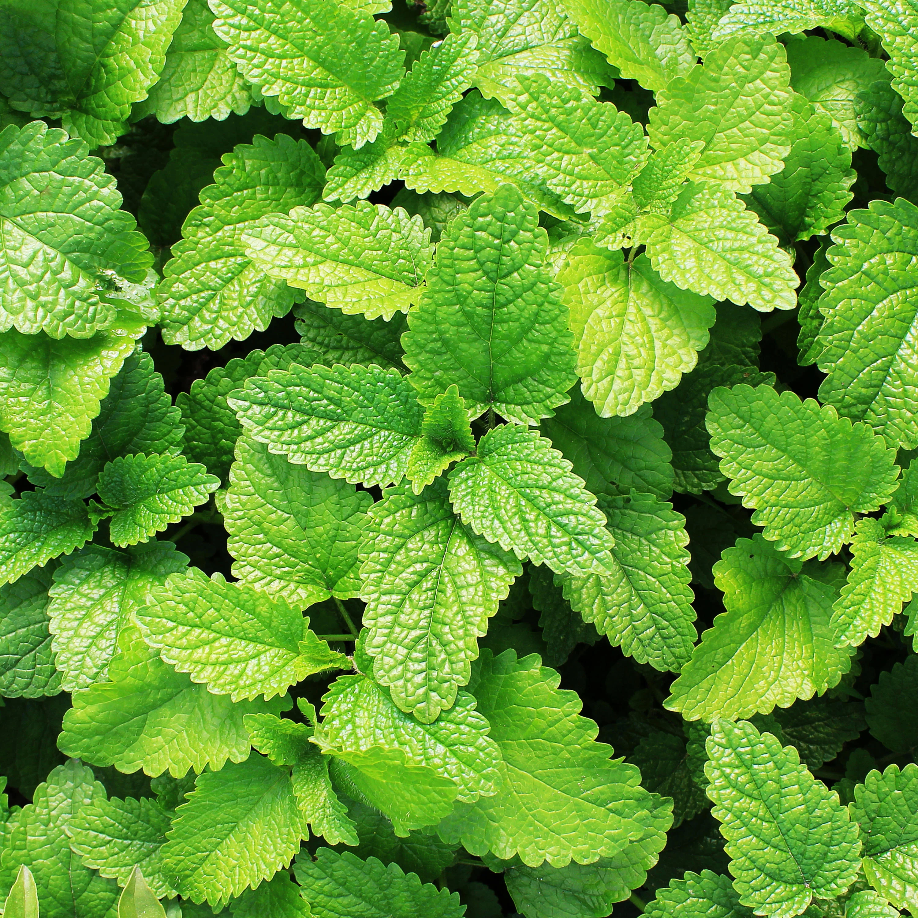 2.32 qt. Spearmint - Image 3