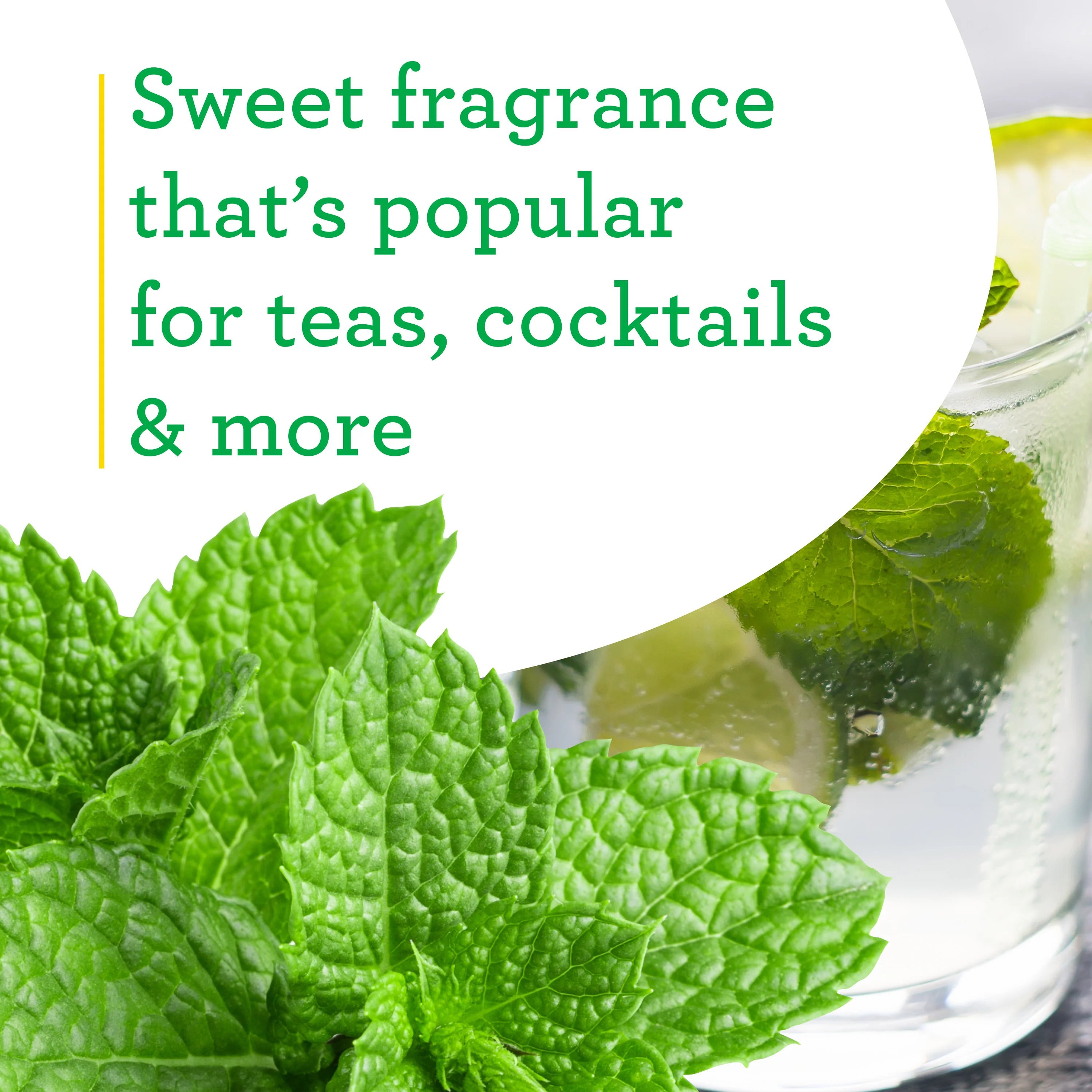 2.32 qt. Spearmint - Image 9