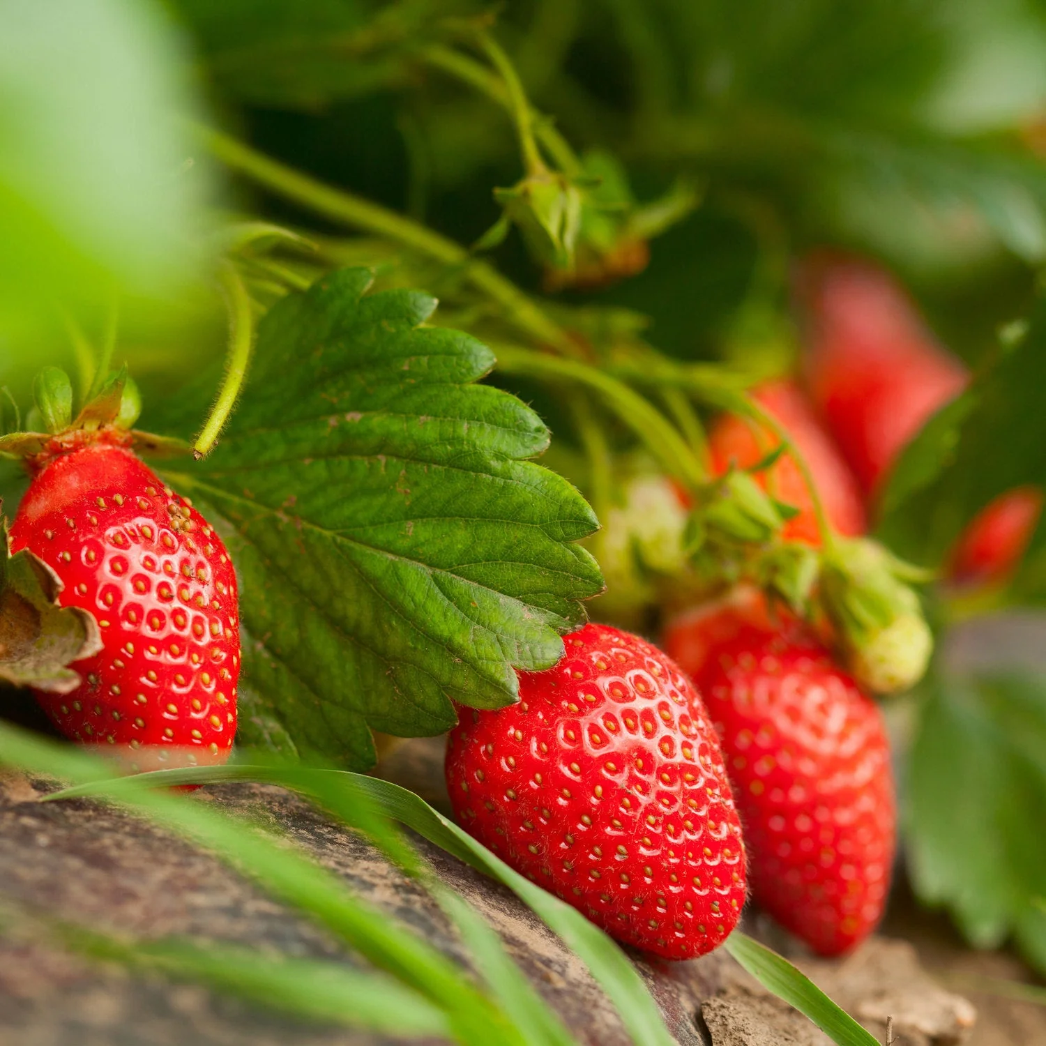 2.32 qt. Strawberry - Image 3