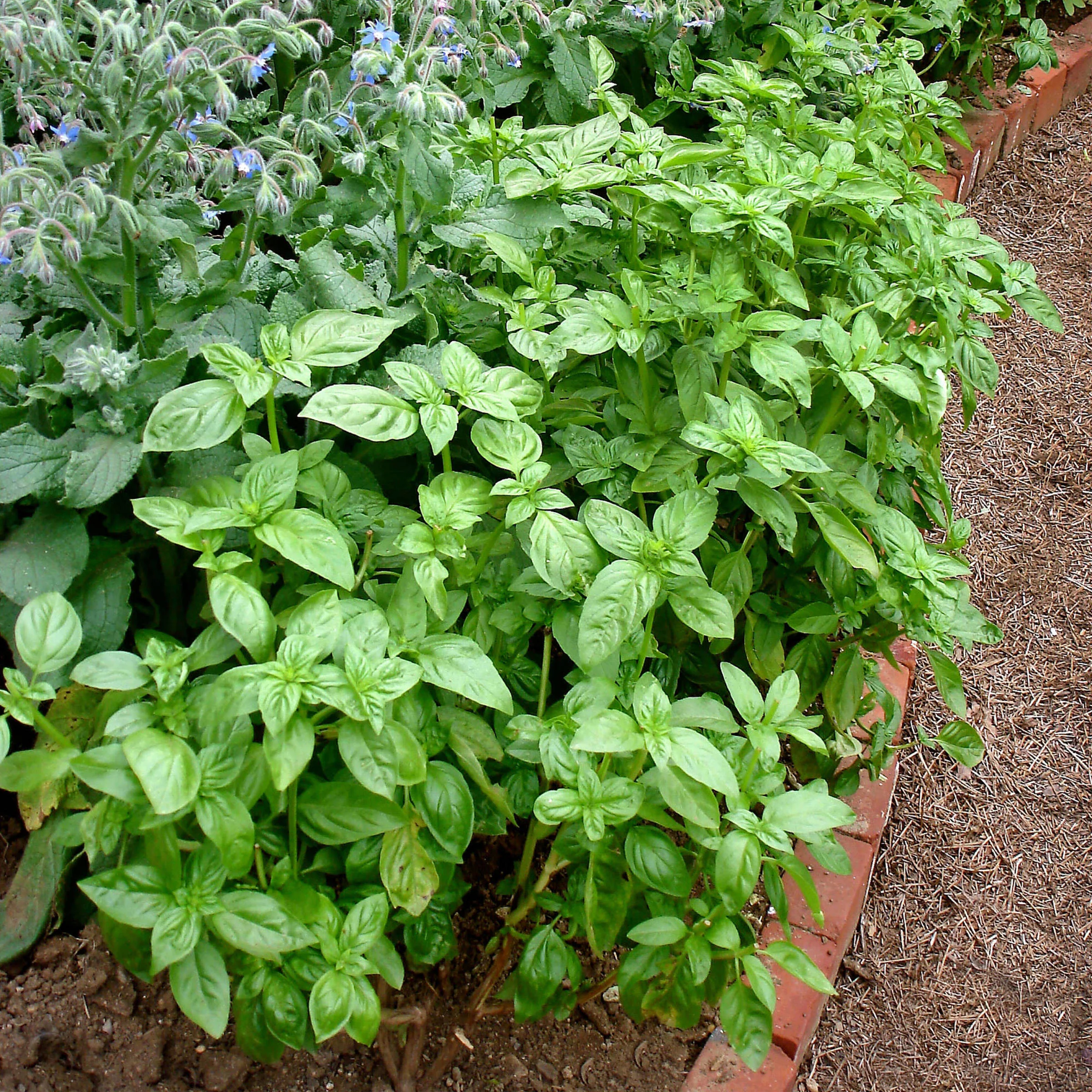Organic Green Basil (2 Pack) - Image 4