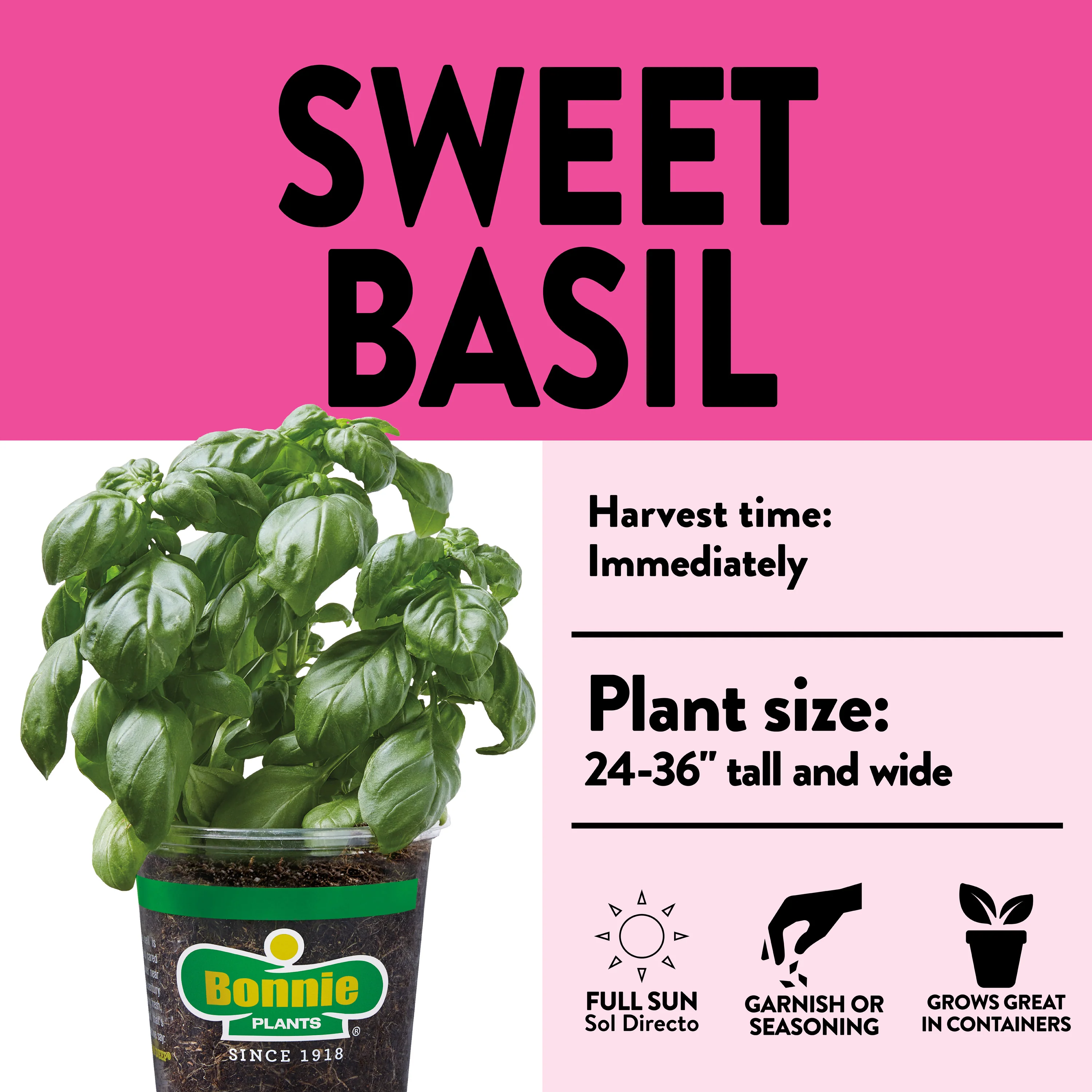 2.32 qt. Sweet Basil - Image 3