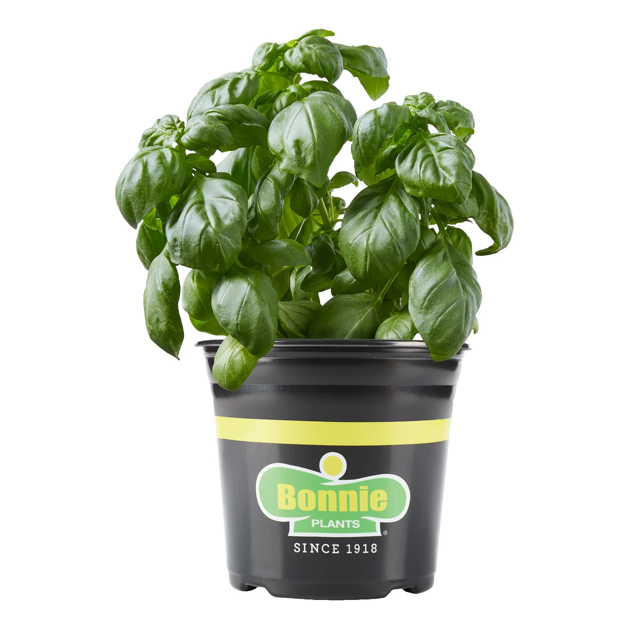 2.32 qt. Sweet Basil - Image 5