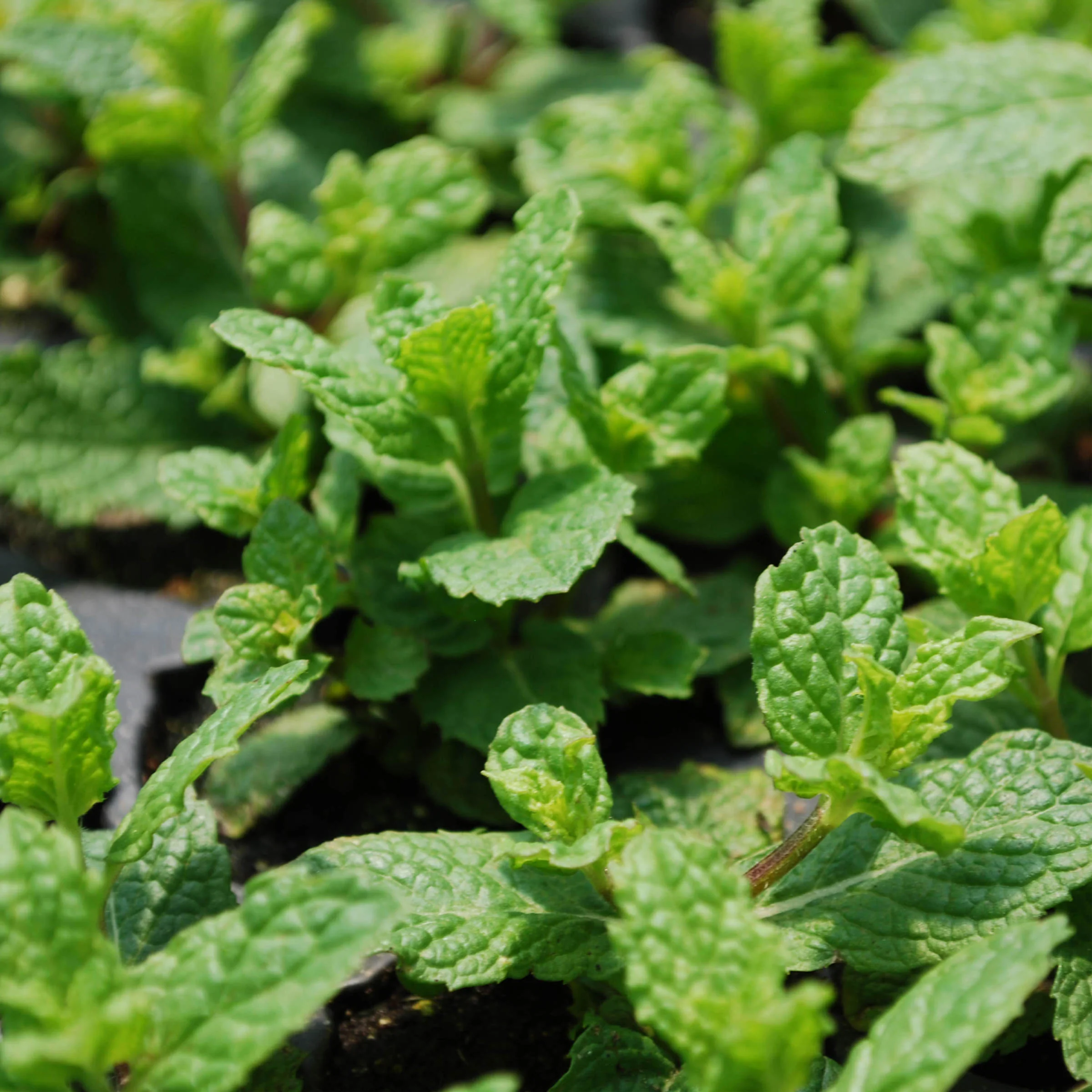 2.32 qt. Sweet Mint - Image 3