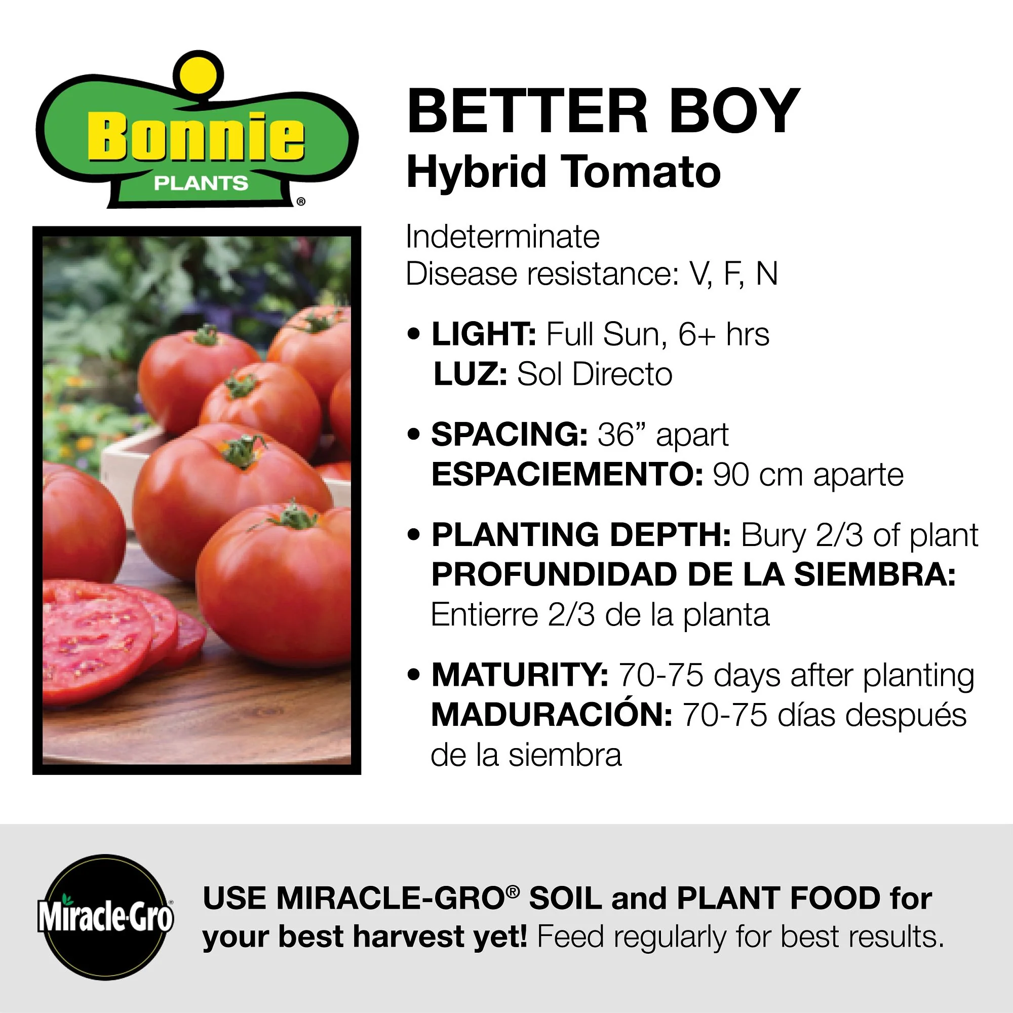 Better Boy Tomato Plugs (3 Pack) - Image 3
