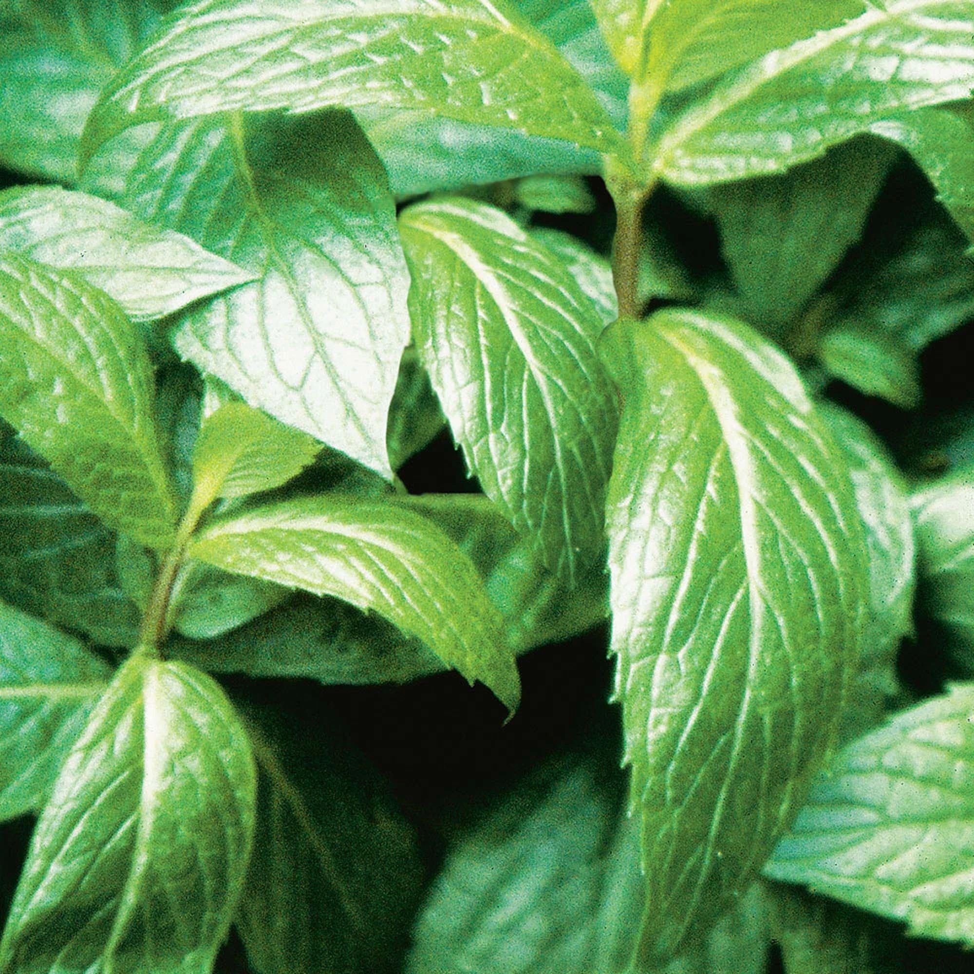 Bonnie Plants® Sweet Mint Plugs (3 Pack) - Image 8
