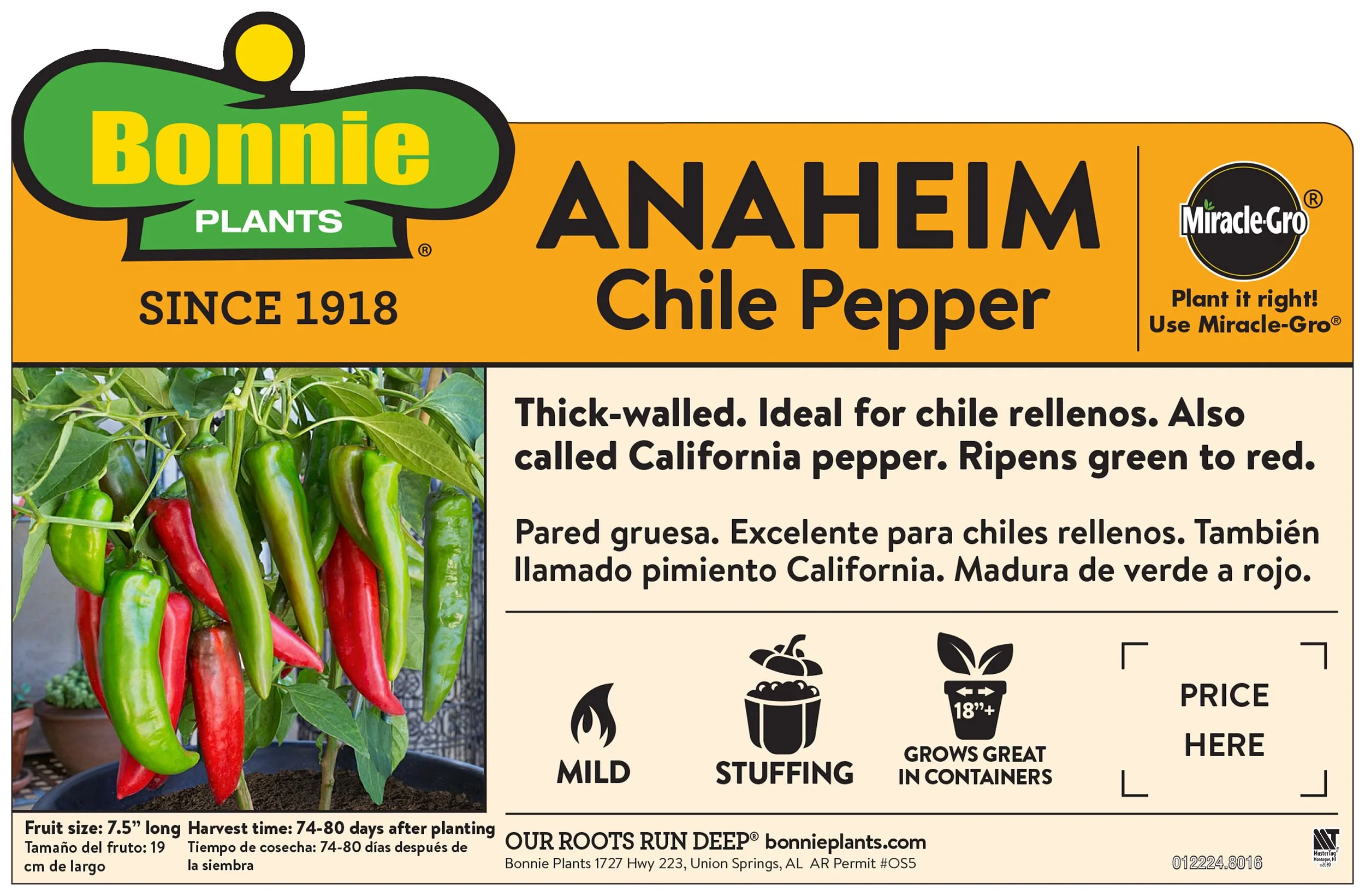 Anaheim Hot Pepper (2 Pack) - Image 3