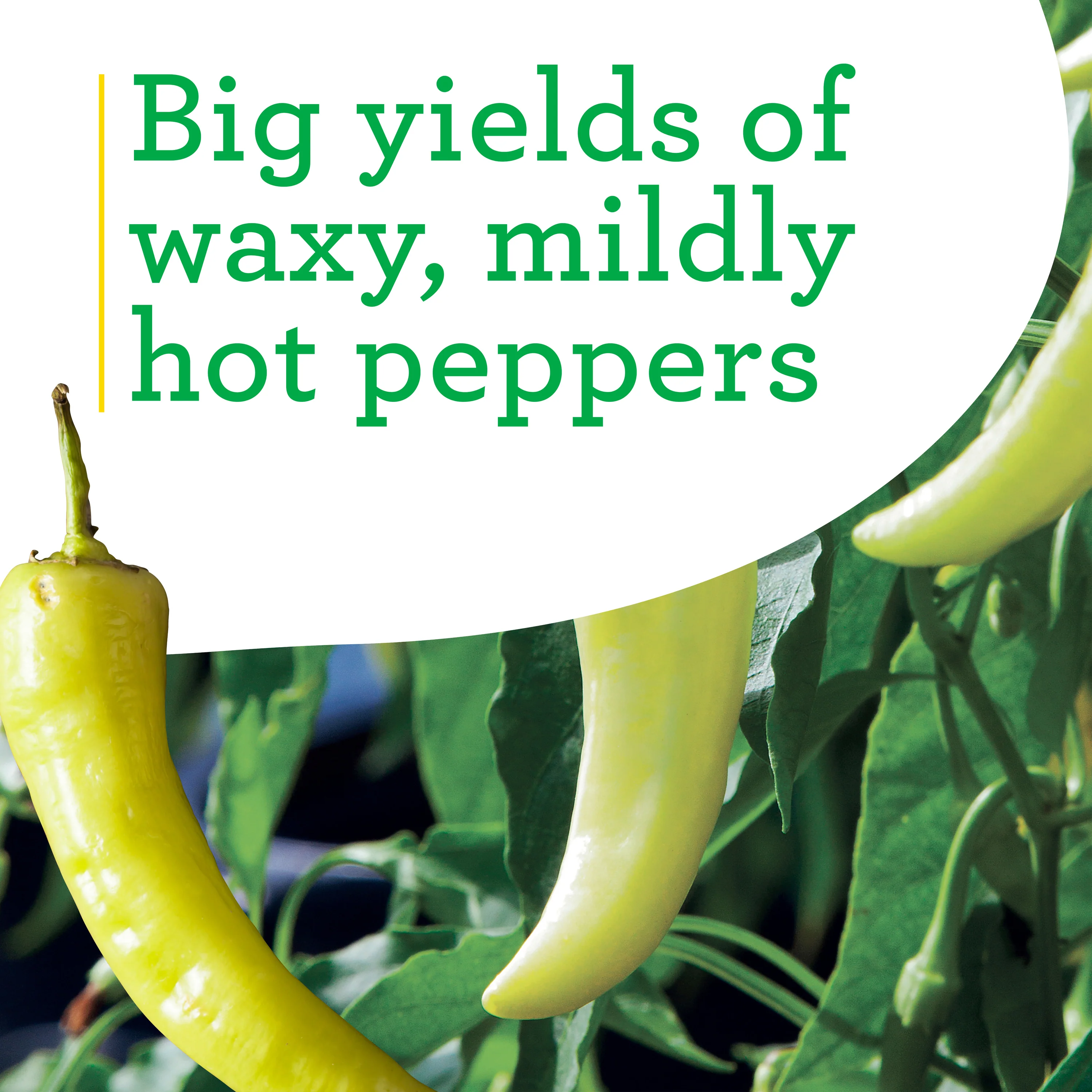 Banana Hot Pepper (2 Pack) - Image 4