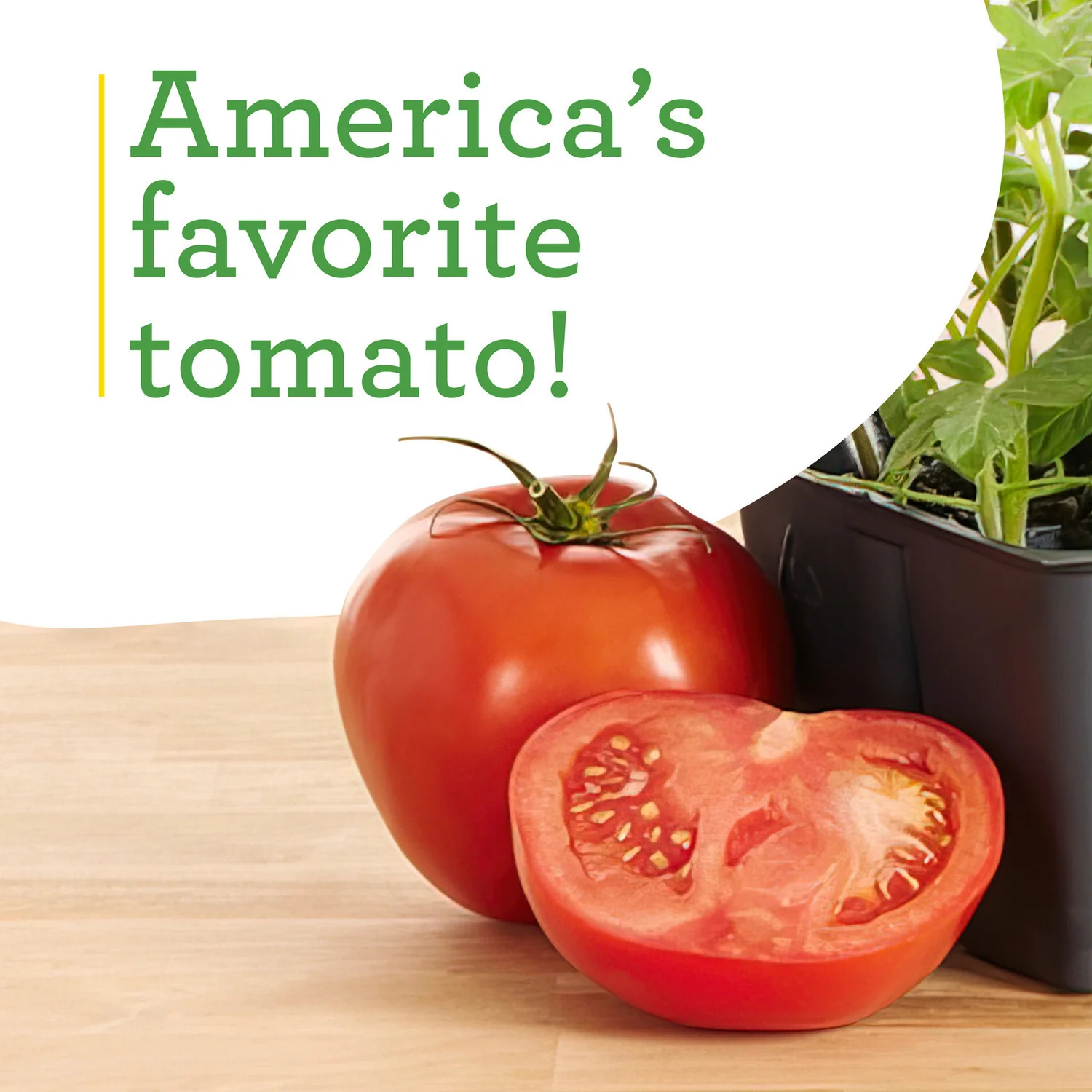 Better Boy Tomato (2 Pack) - Image 4