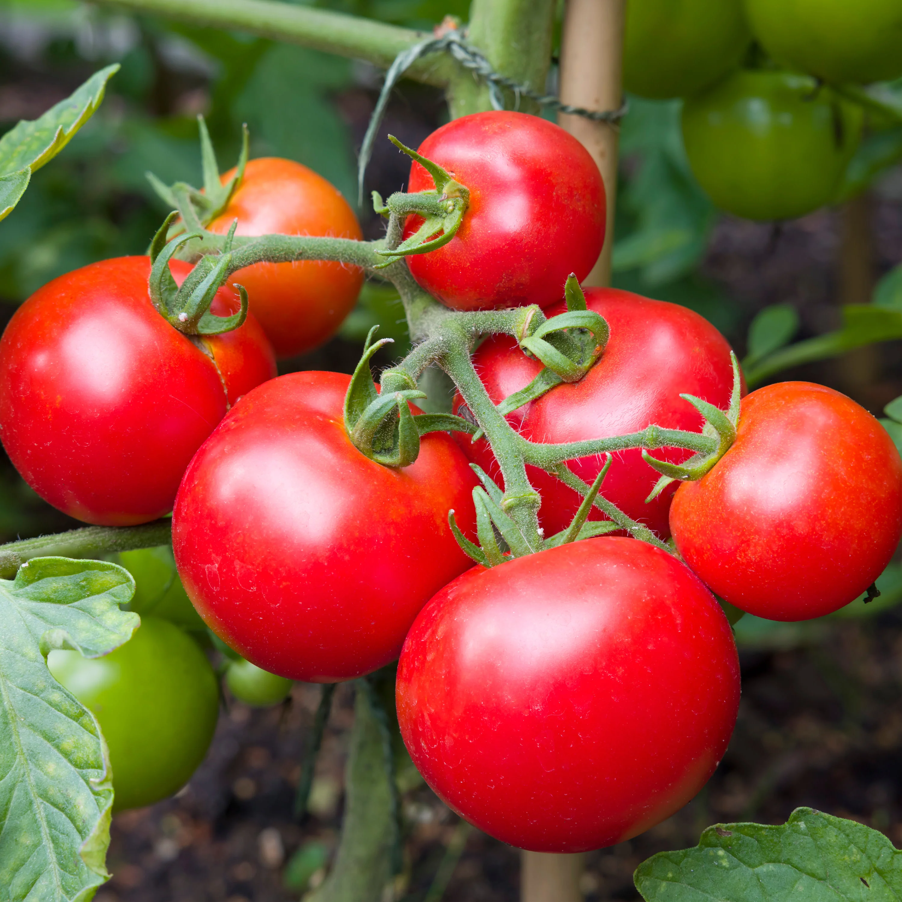 Big Beef Tomato (2 Pack) - Image 3
