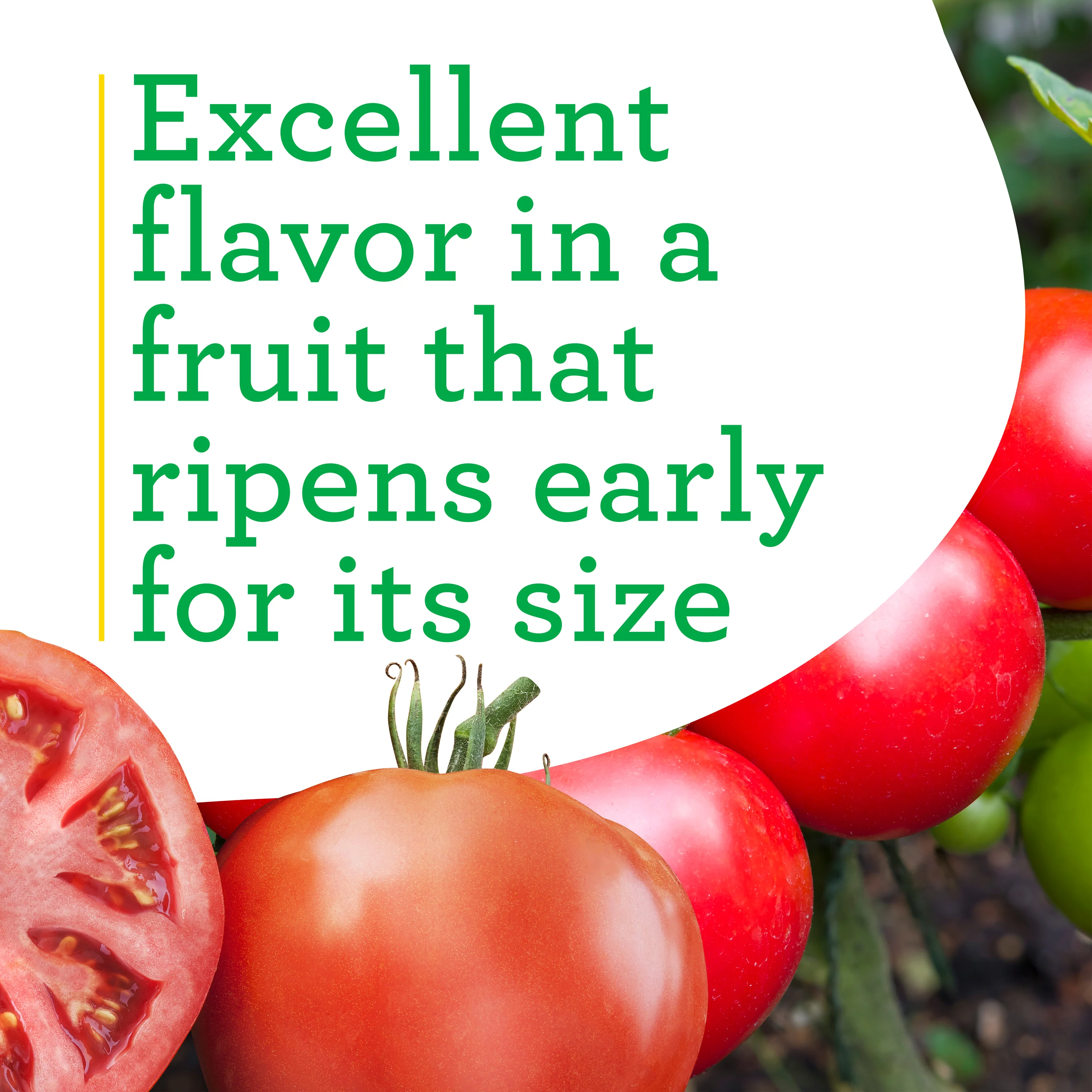 Big Beef Tomato (2 Pack) - Image 4