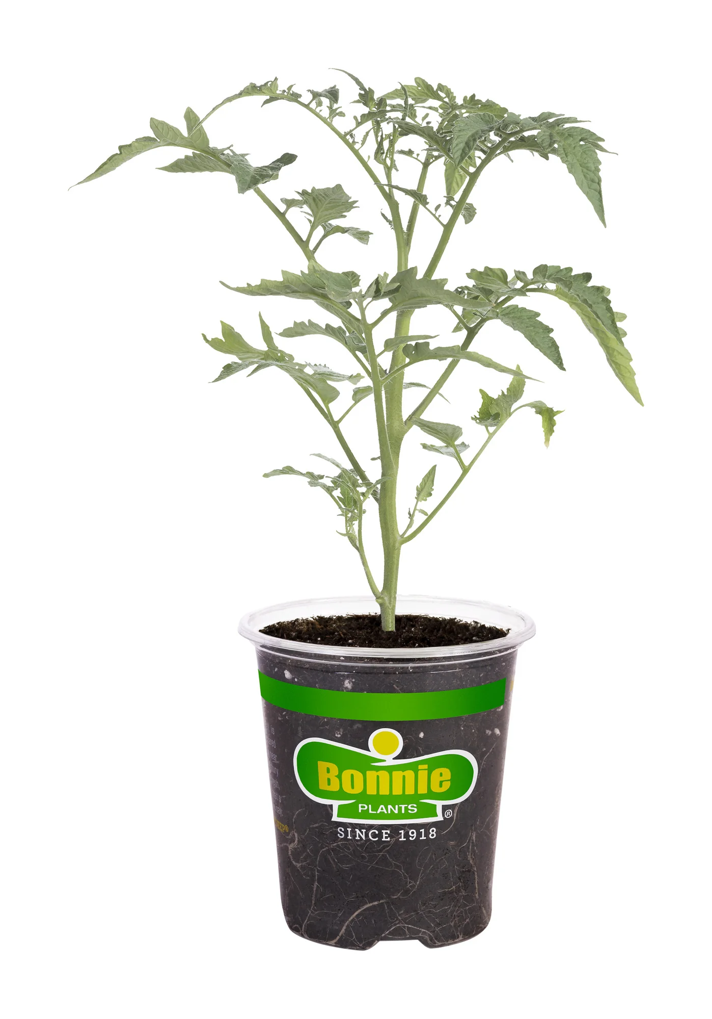 Black Cherry Tomato (2 Pack) - Image 2