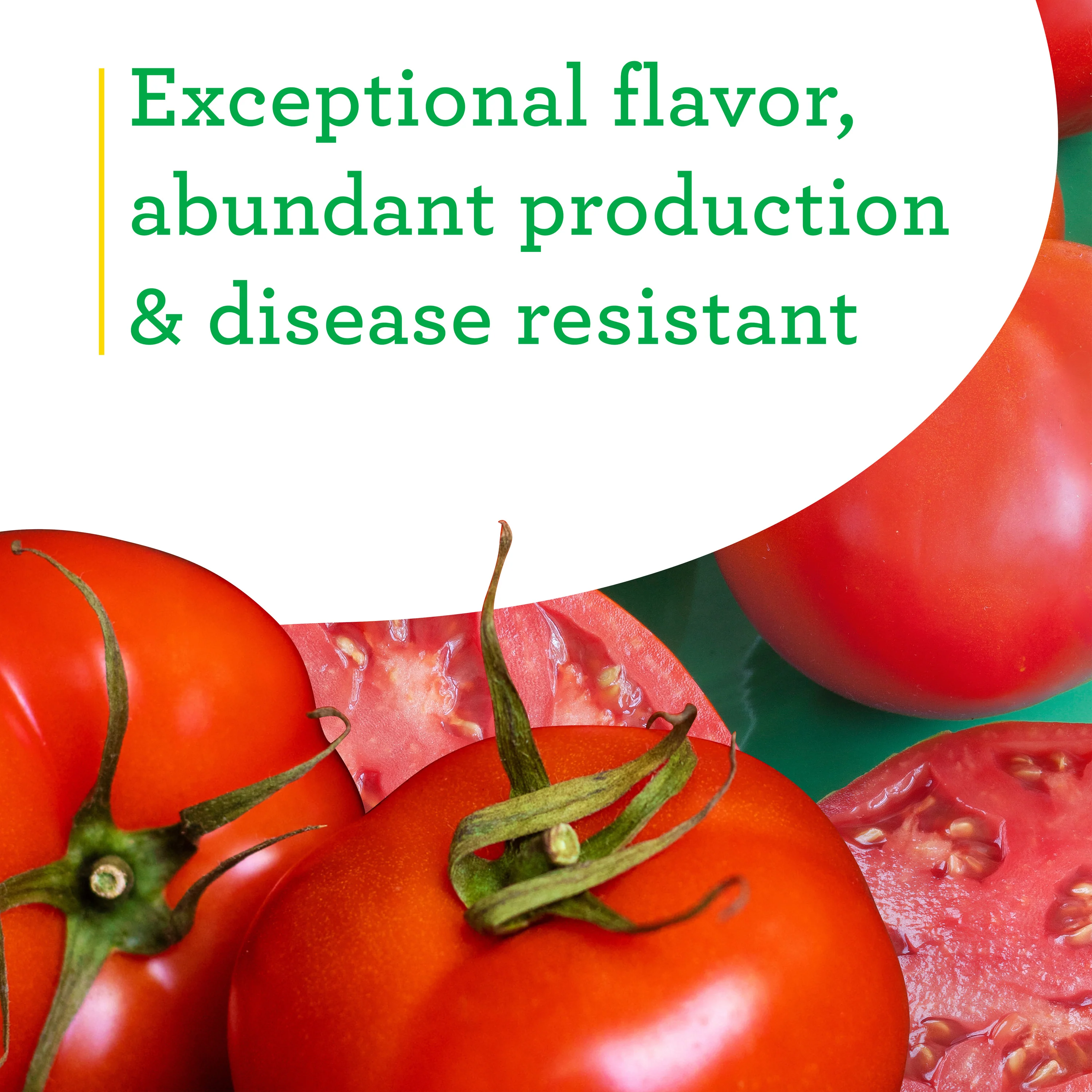 Bonnie Original Tomato (2 Pack) - Image 4