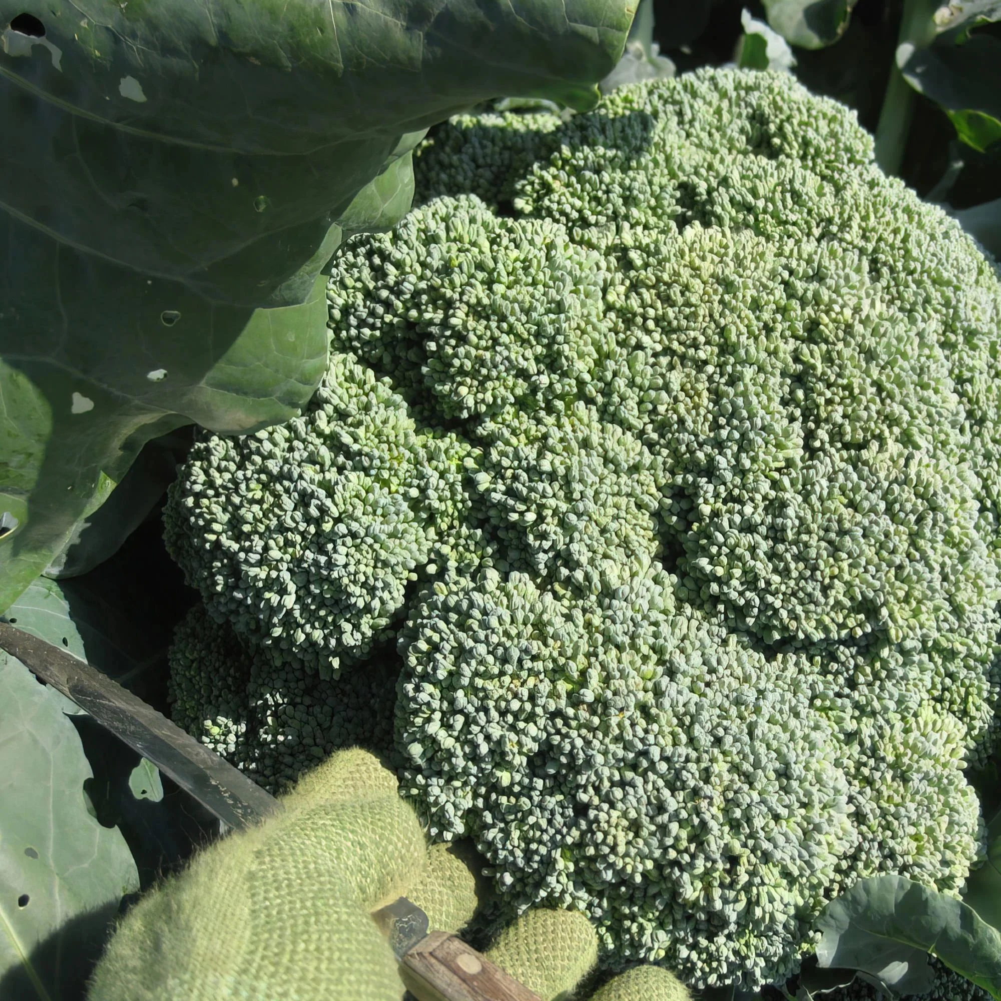Aspabroc Baby Broccoli (2 Pack) - Image 3