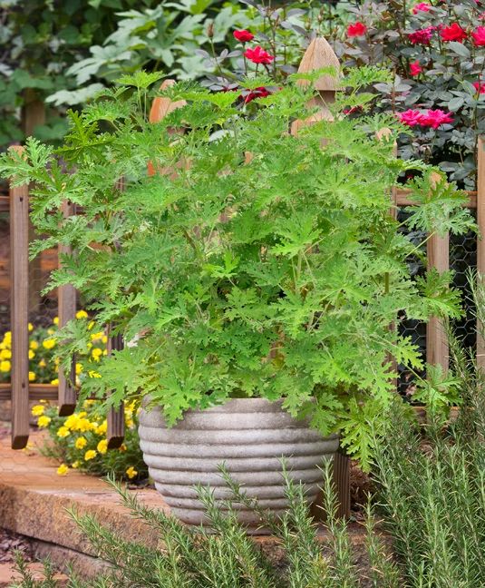 Citronella Mosquito Plant (2 Pack)