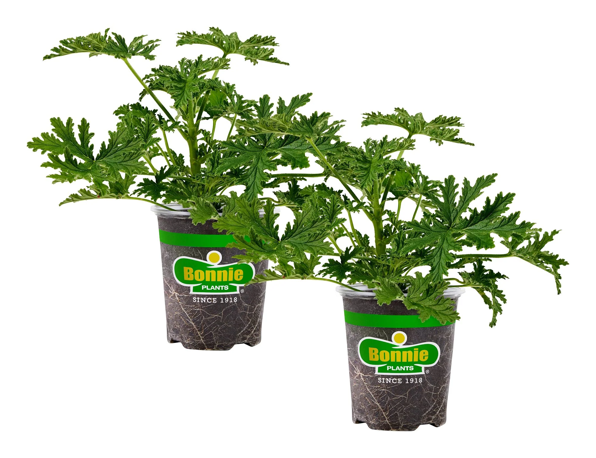 Citronella Mosquito Plant (2 Pack) - Image 2