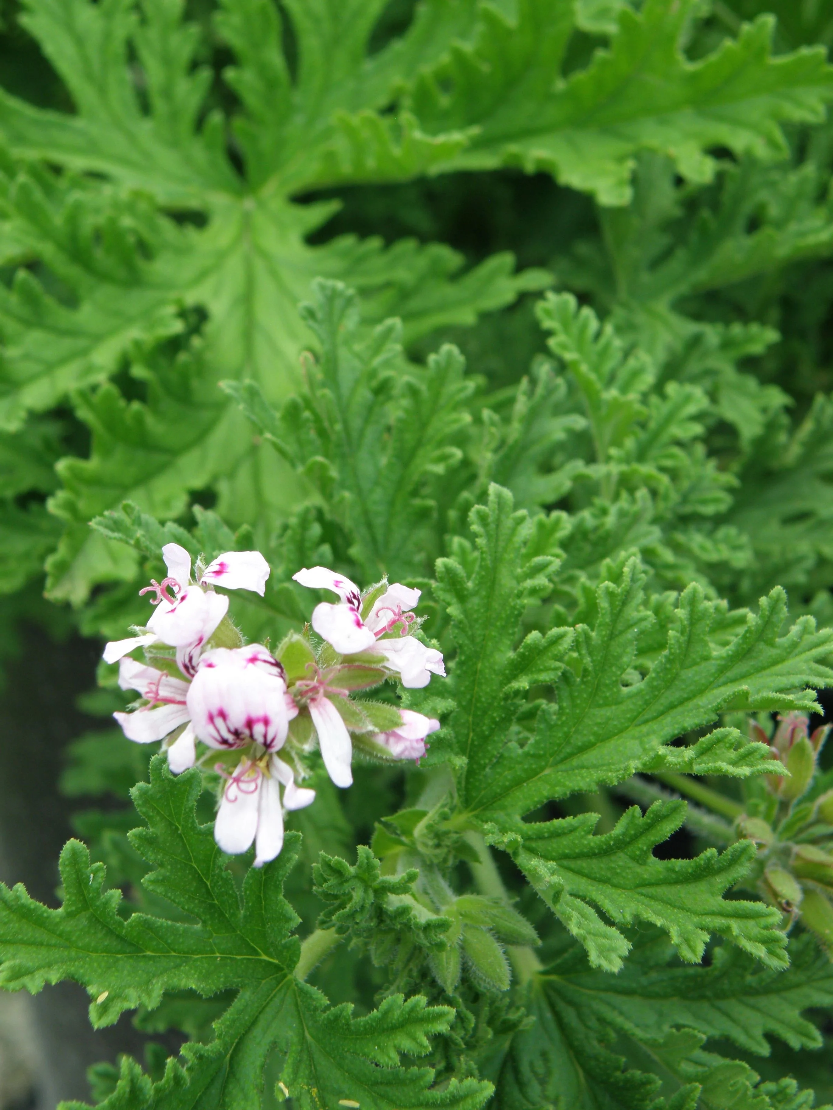 Citronella Mosquito Plant (2 Pack) - Image 3