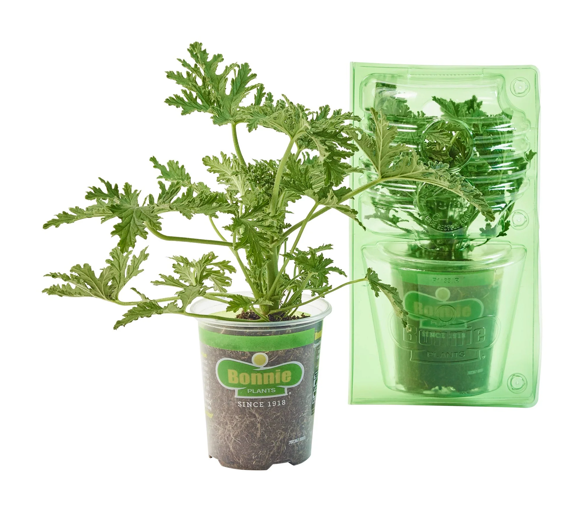 Citronella Mosquito Plant (2 Pack) - Image 8