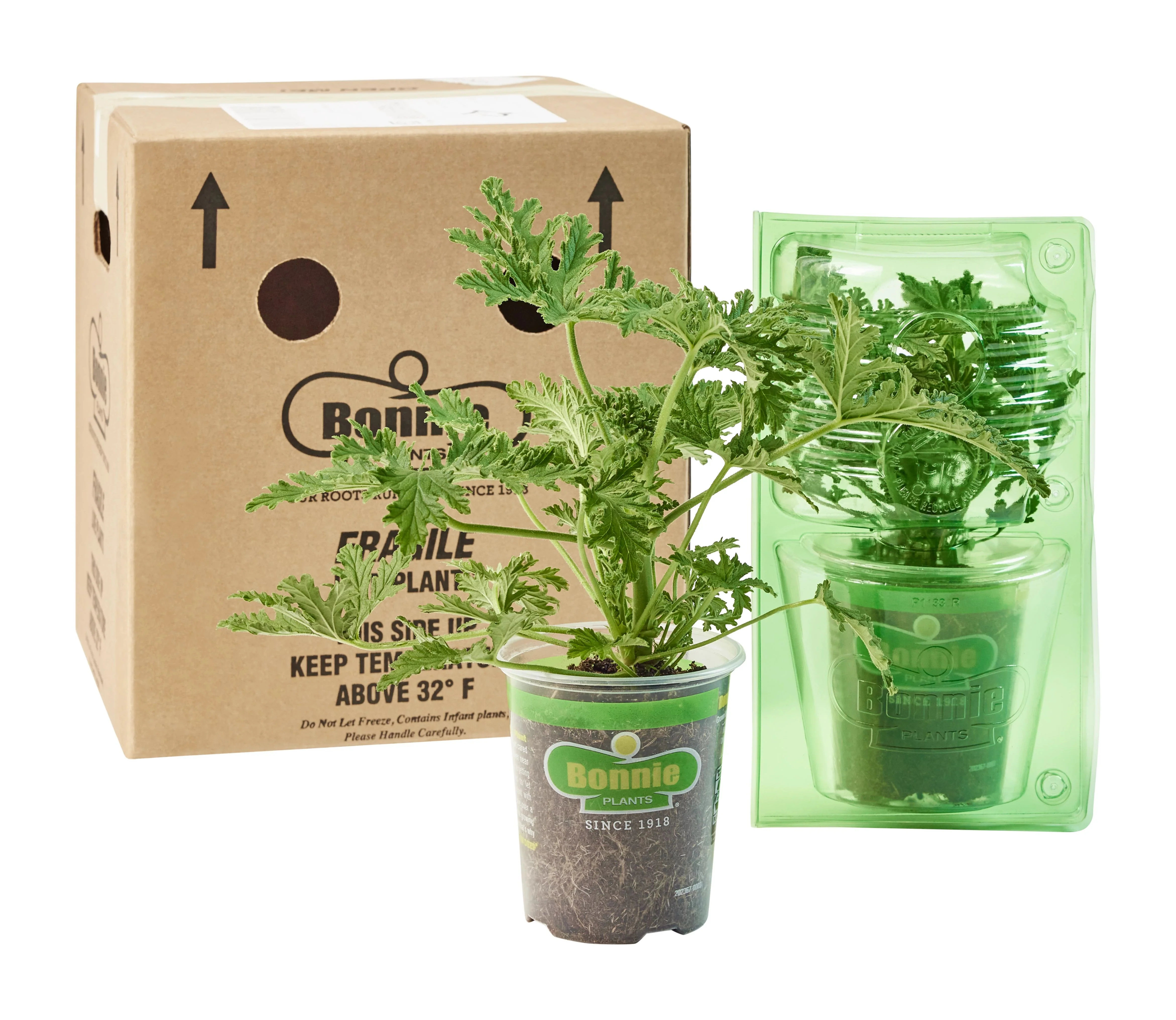 Citronella Mosquito Plant (2 Pack) - Image 9