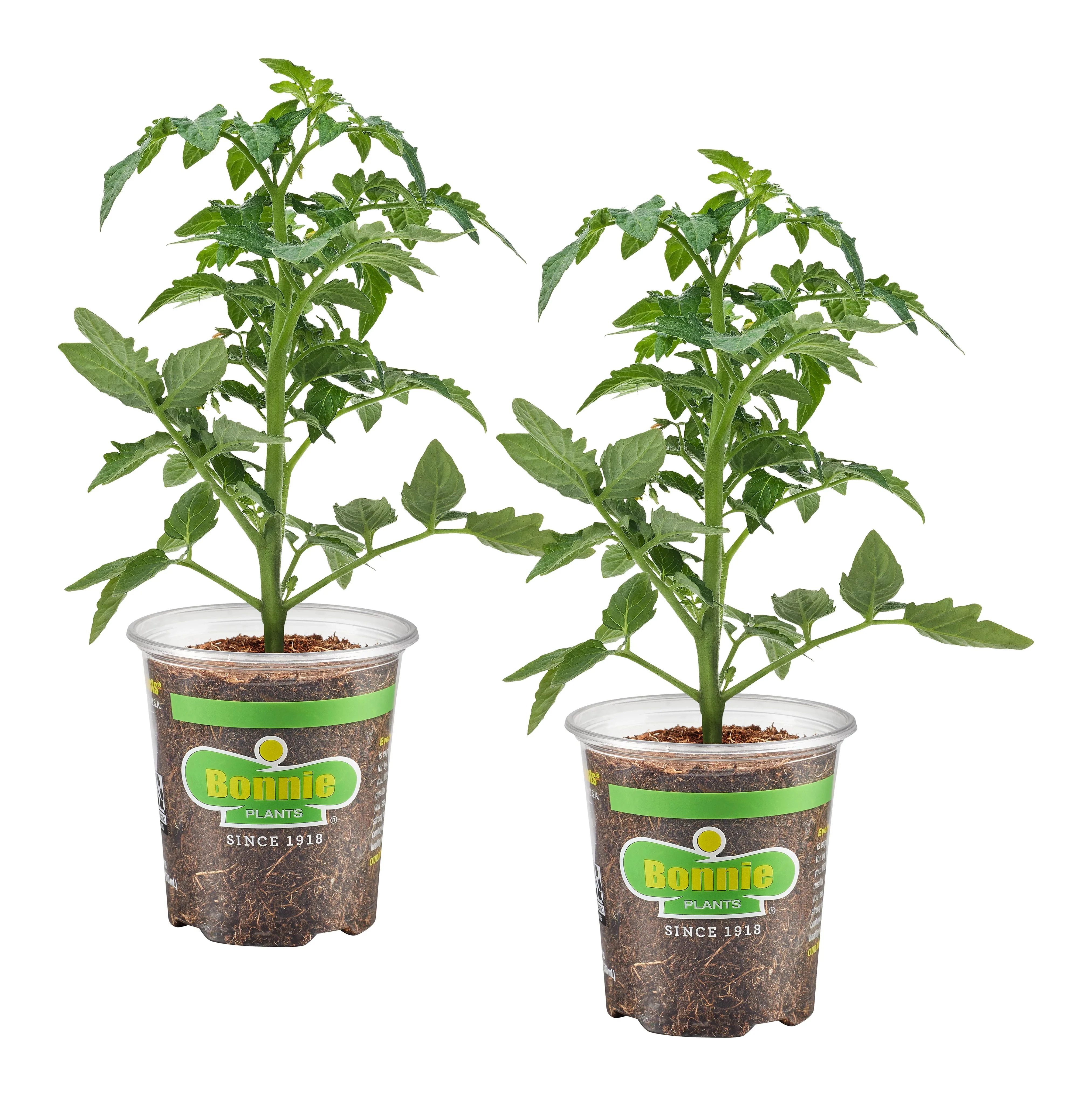 Genuwine Beefsteak Tomato (2 Pack) - Image 2