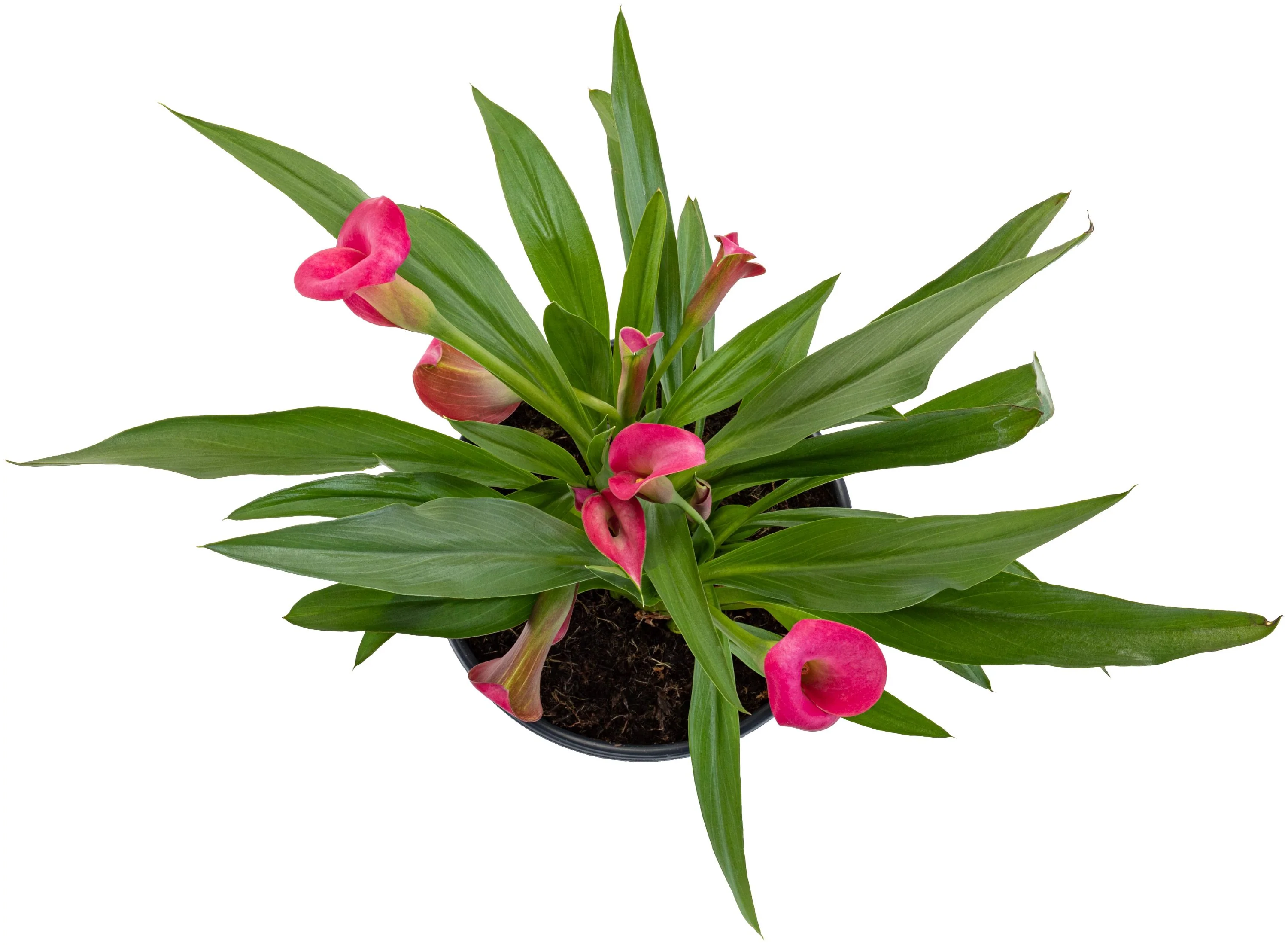 Pink Calla Lily - Image 5
