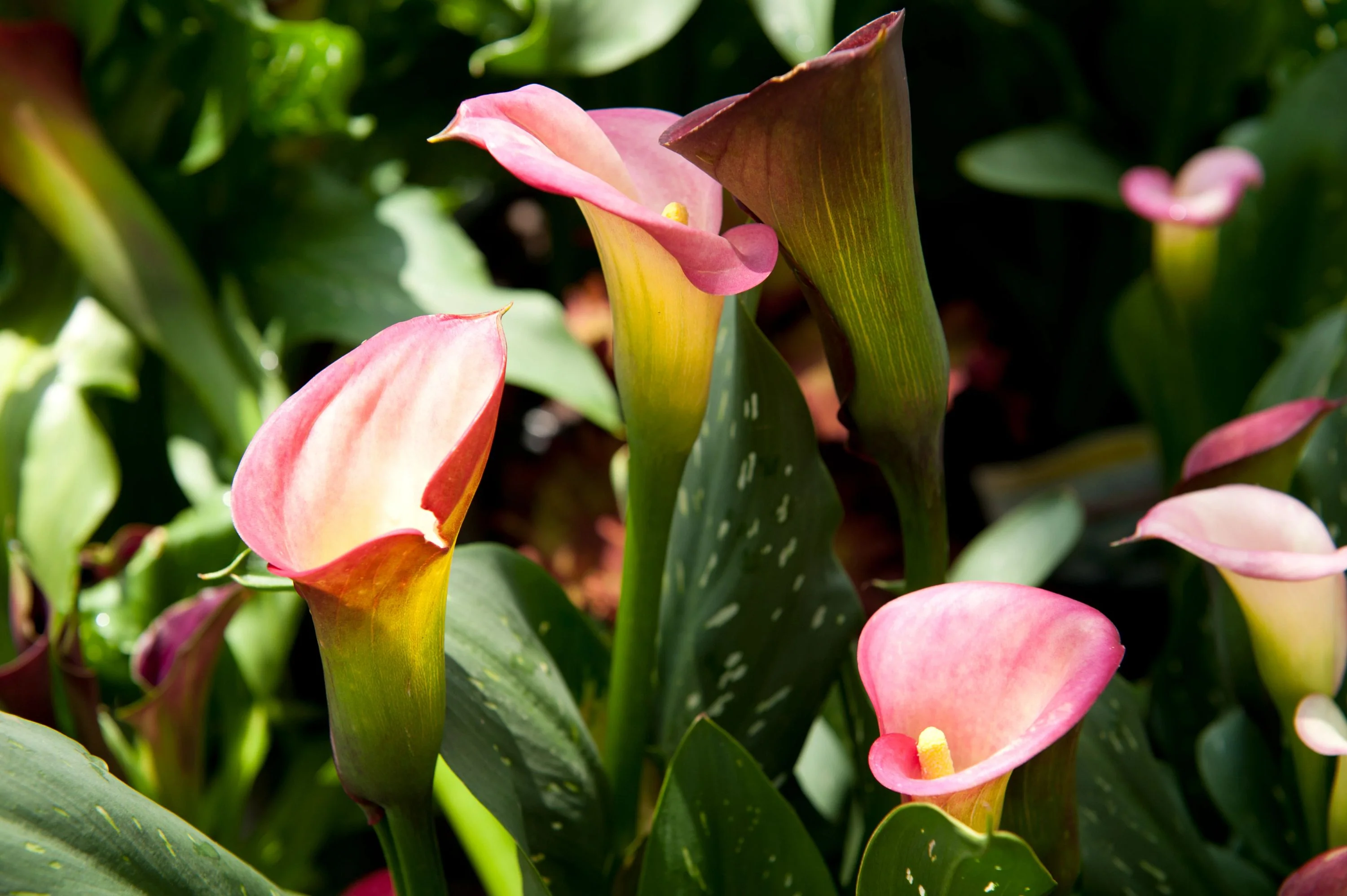 Pink Calla Lily - Image 6