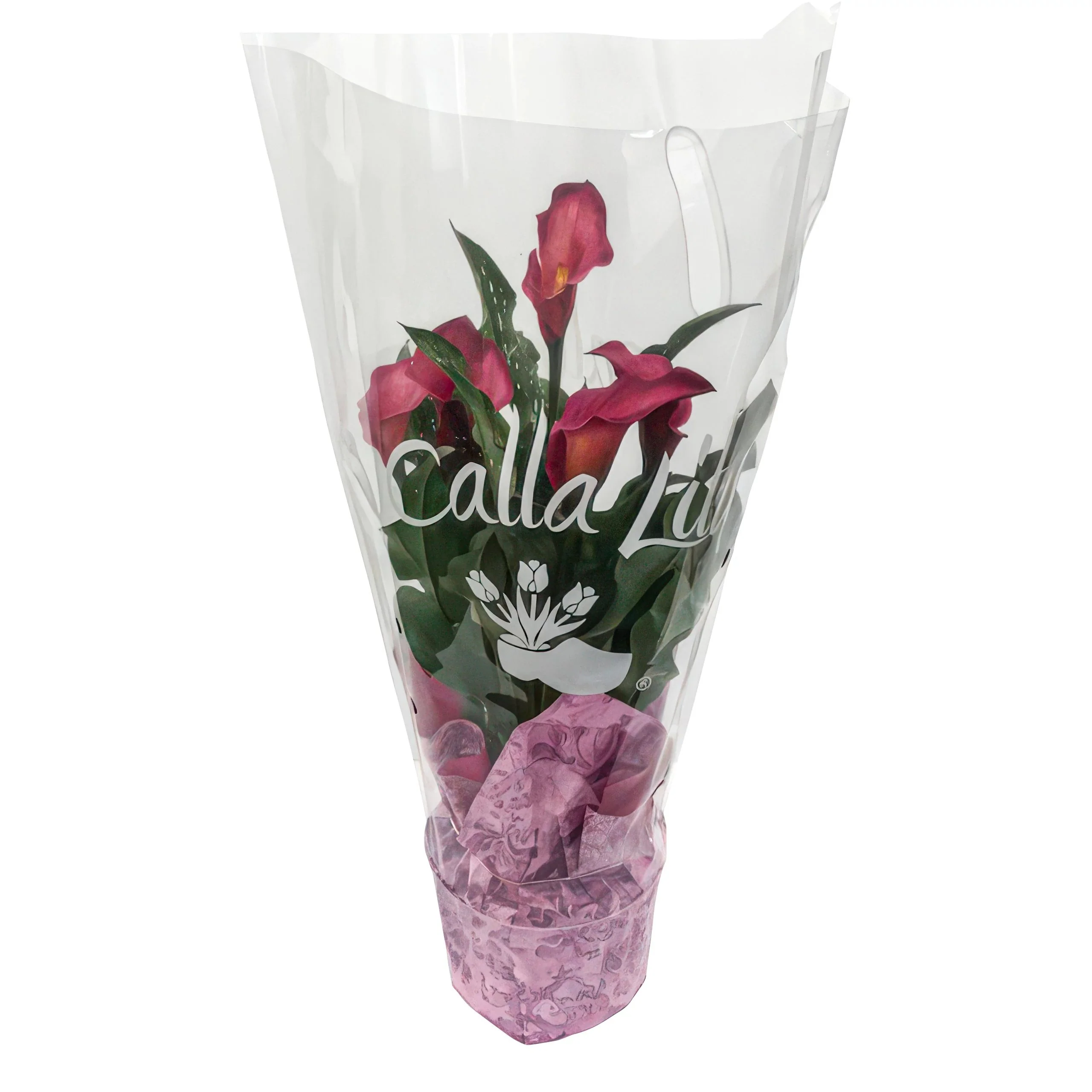 Pink Calla Lily - Image 7