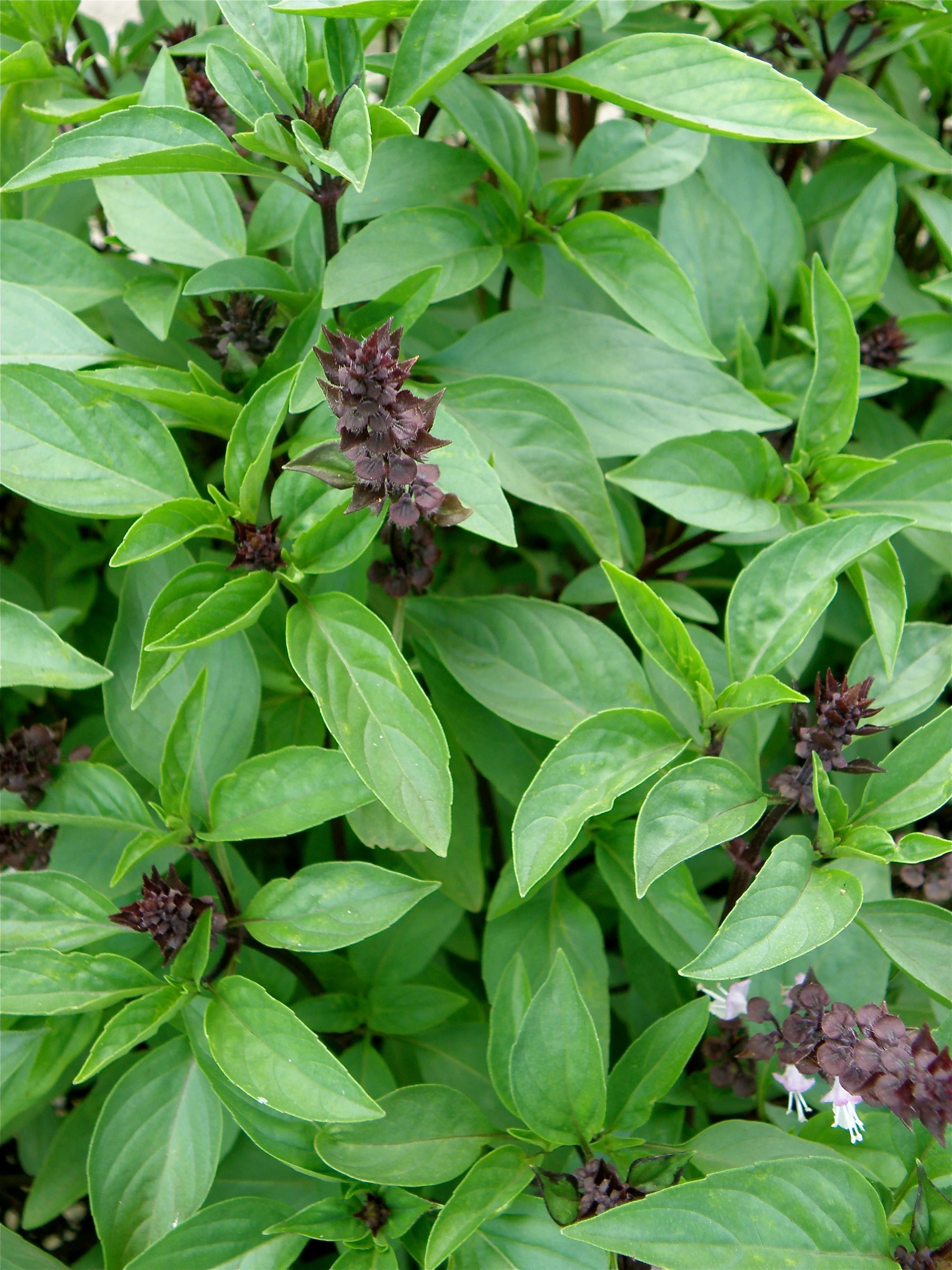 Thai Basil (2 Pack)