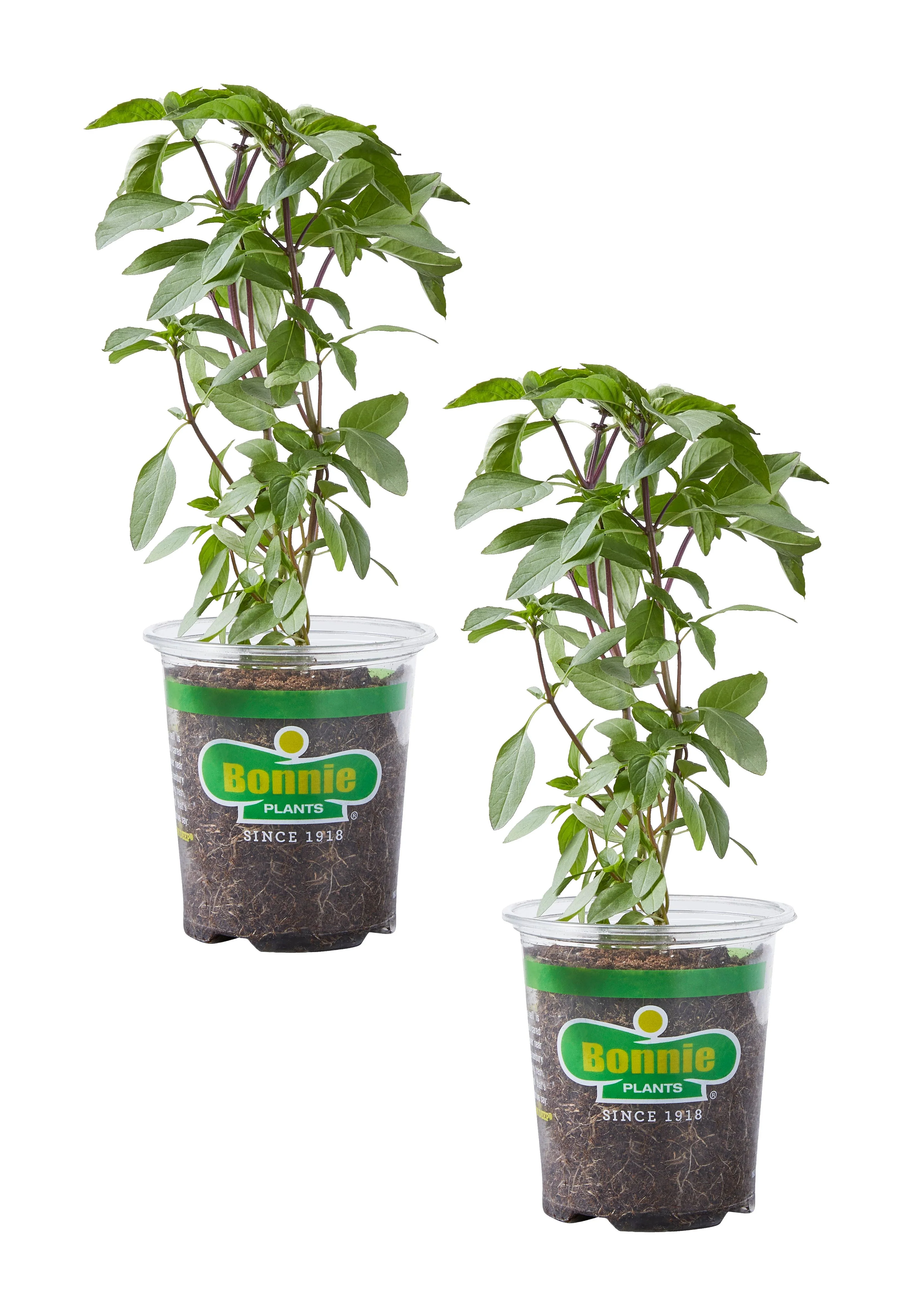 Thai Basil (2 Pack) - Image 2