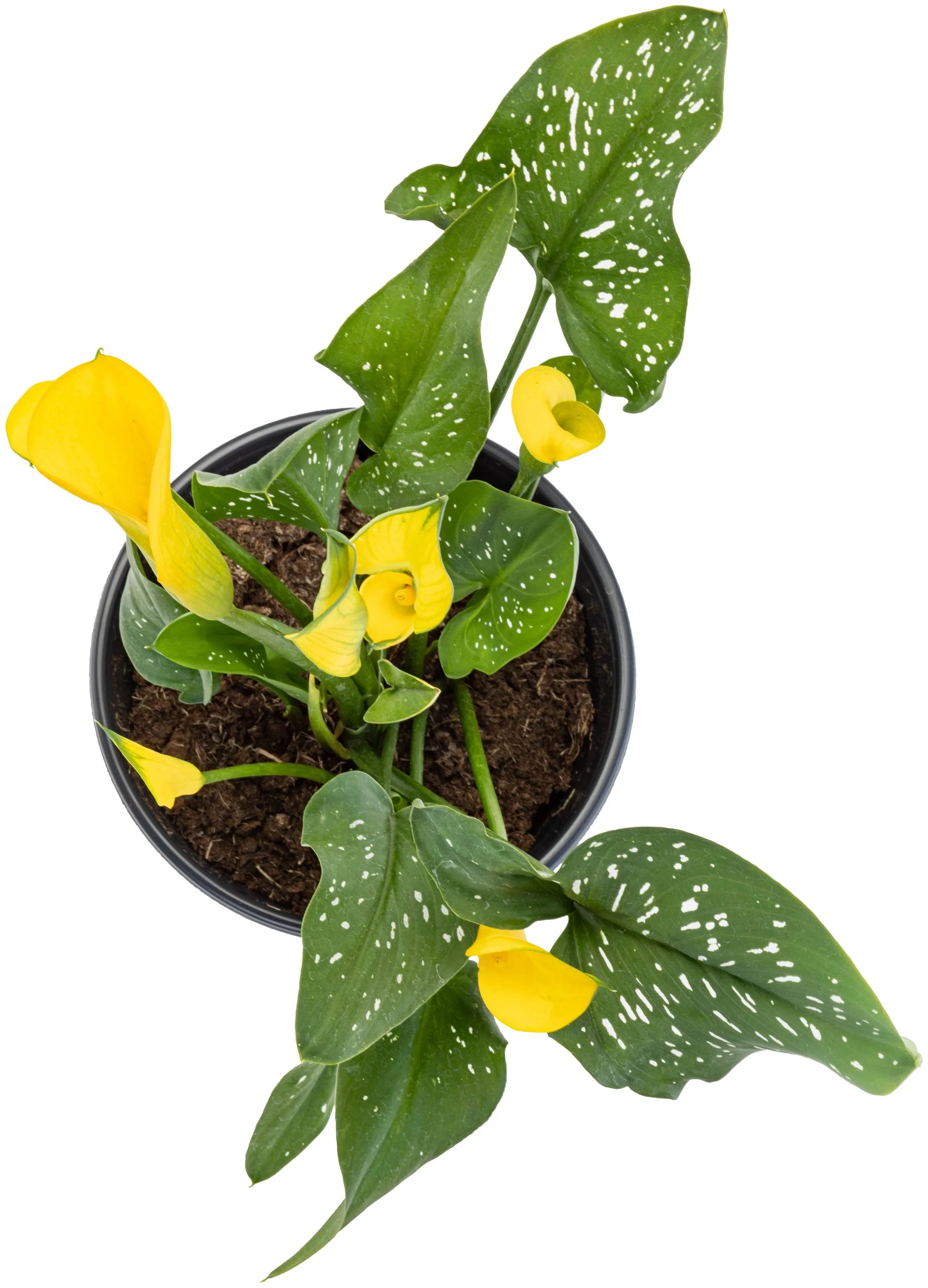 Yellow Calla Lily - Image 4
