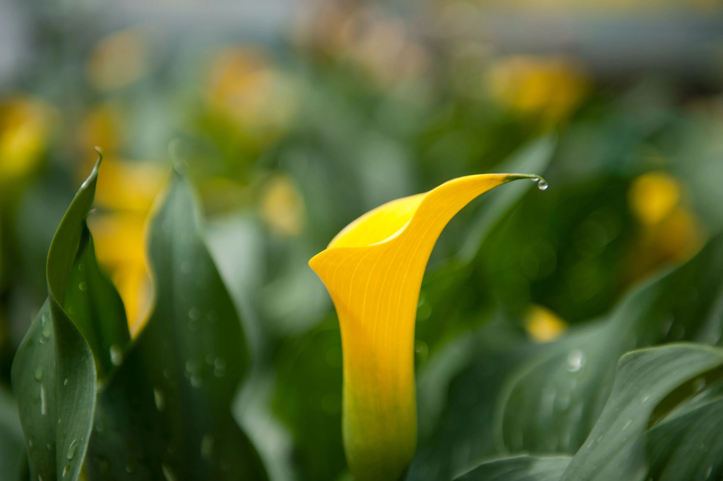 Yellow Calla Lily - Image 6